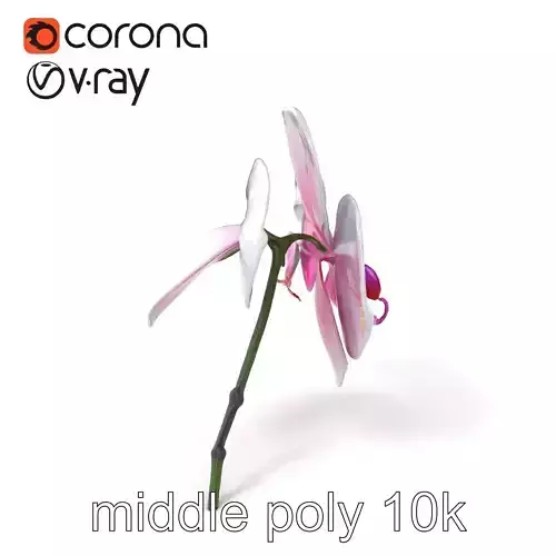 Detailed Phalaenopsis Orchid Flower model pack Low-poly 3D model