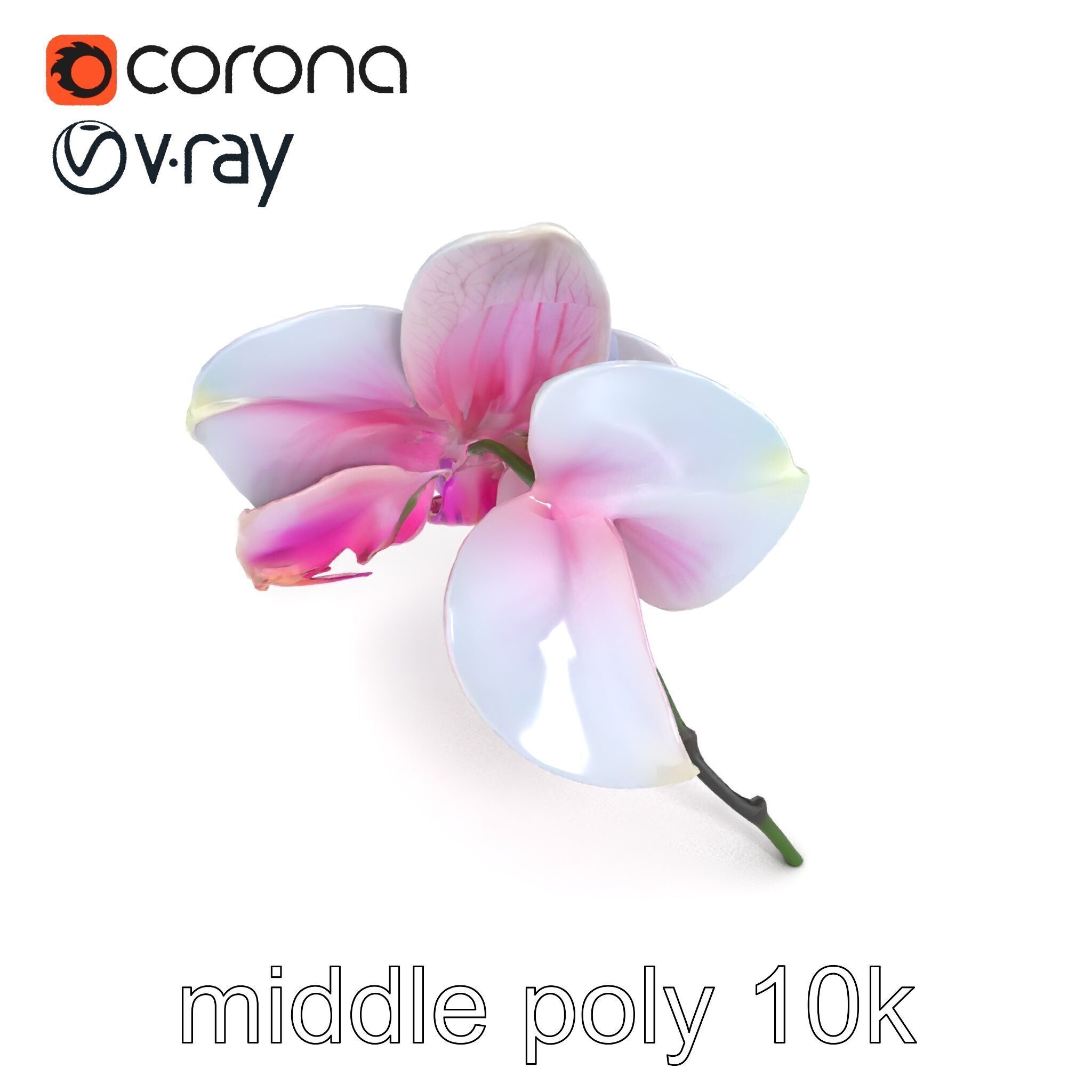 Detailed Phalaenopsis Orchid Flower model pack Low-poly 3D model_17