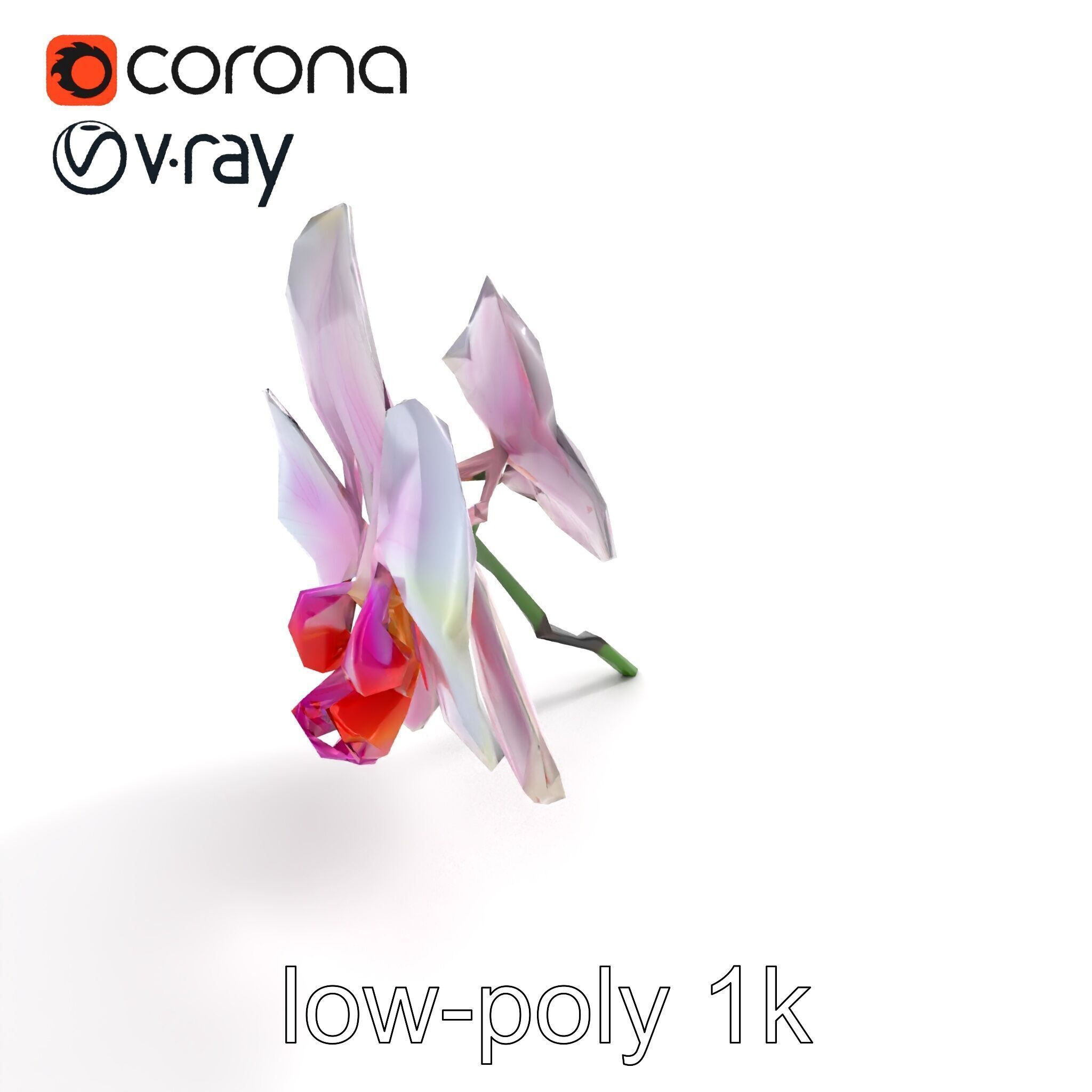 Detailed Phalaenopsis Orchid Flower model pack Low-poly 3D model_8