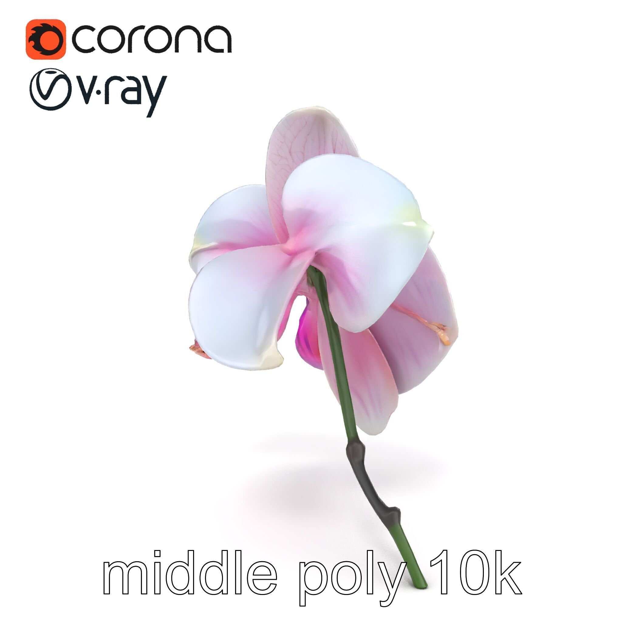 Detailed Phalaenopsis Orchid Flower model pack Low-poly 3D model_30
