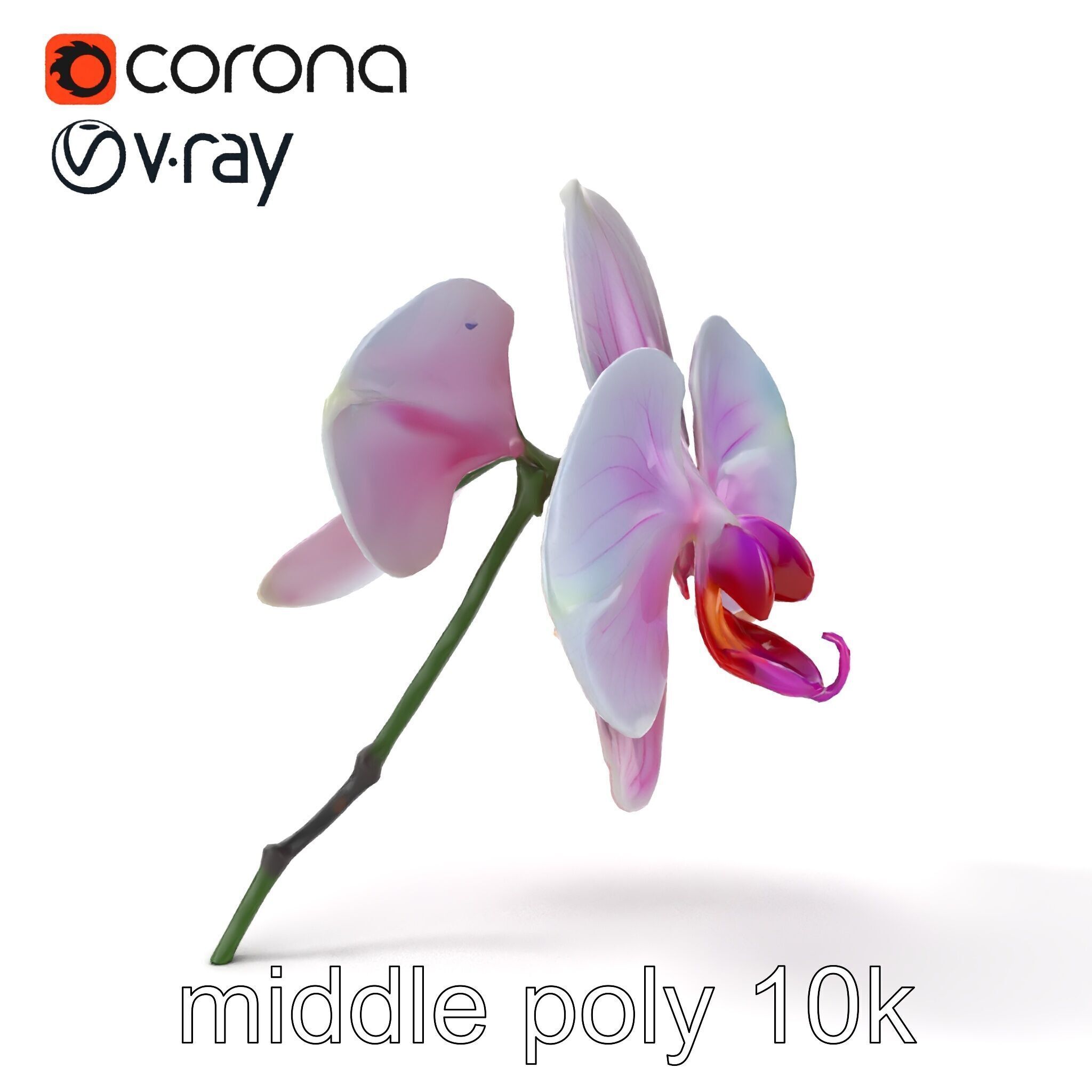 Detailed Phalaenopsis Orchid Flower model pack Low-poly 3D model_16