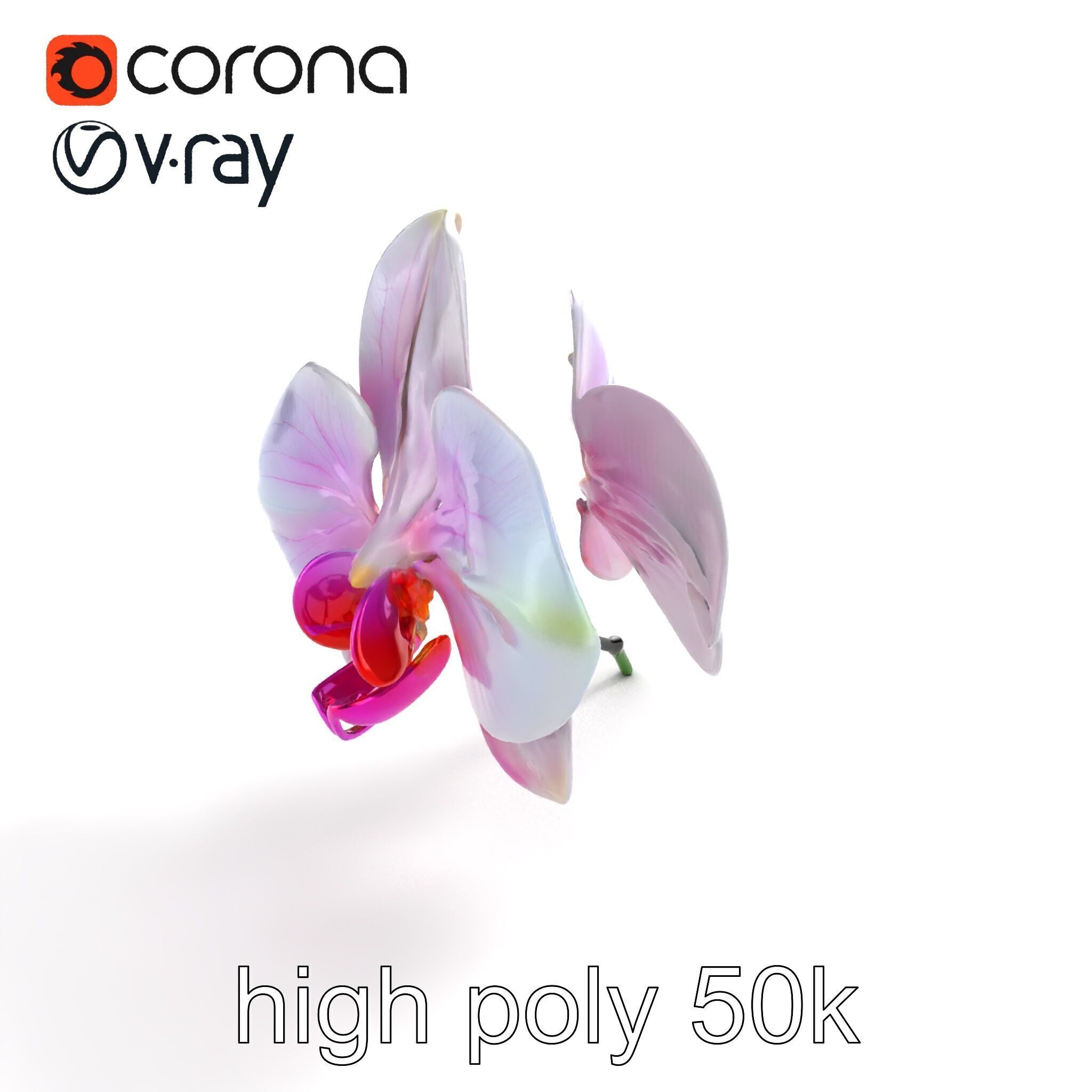 Detailed Phalaenopsis Orchid Flower model pack Low-poly 3D model_9