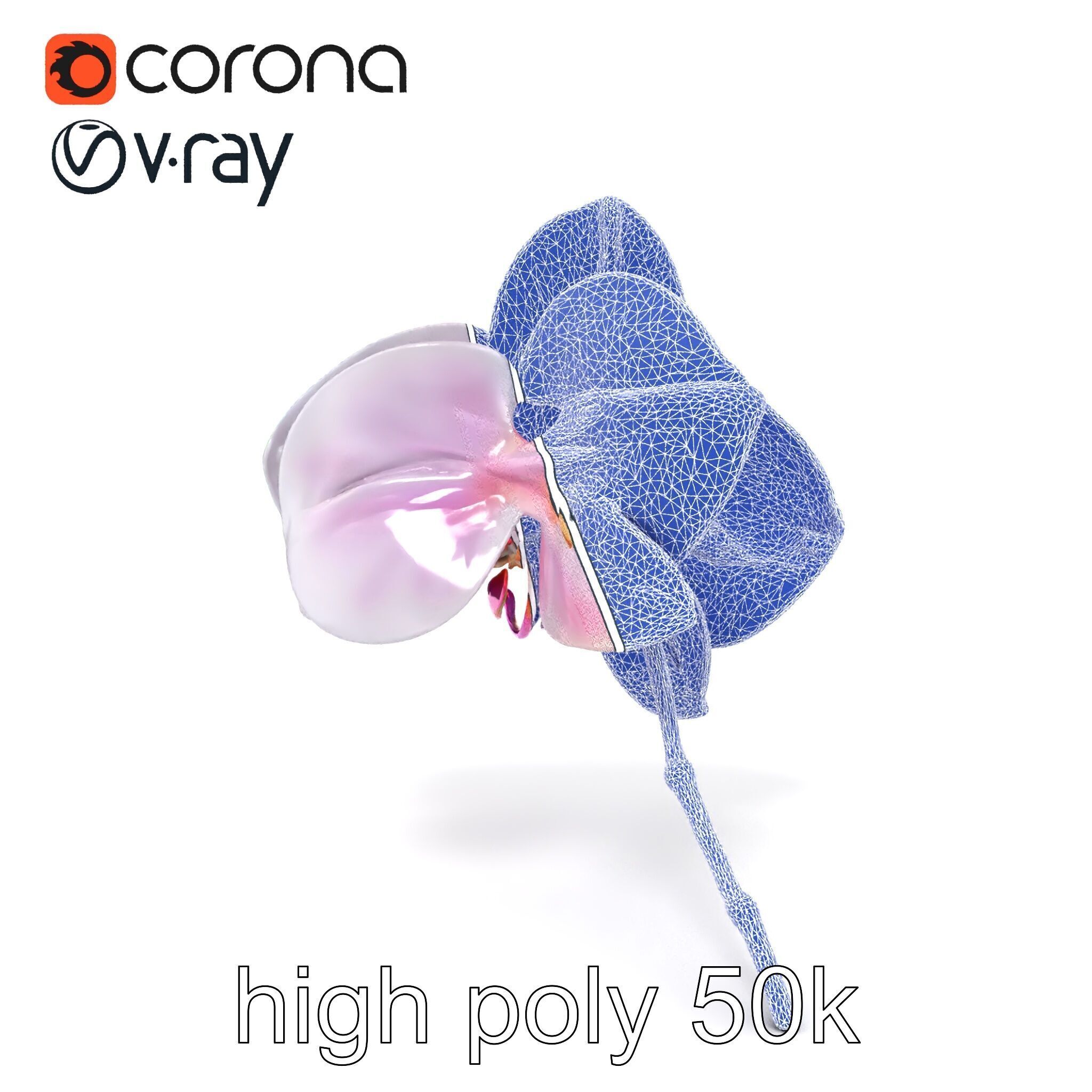 Detailed Phalaenopsis Orchid Flower model pack Low-poly 3D model_24