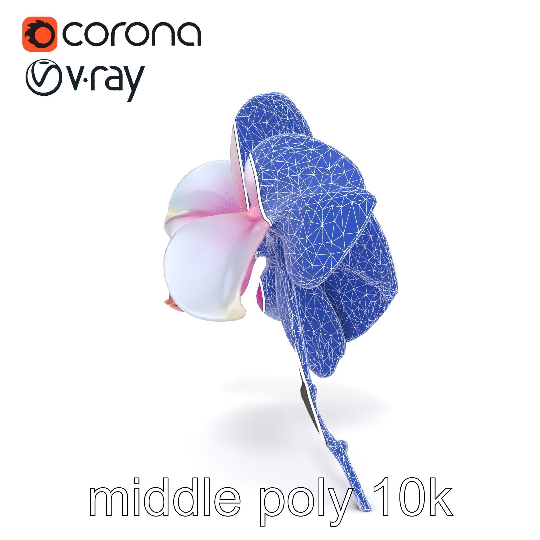 Detailed Phalaenopsis Orchid Flower model pack Low-poly 3D model_29