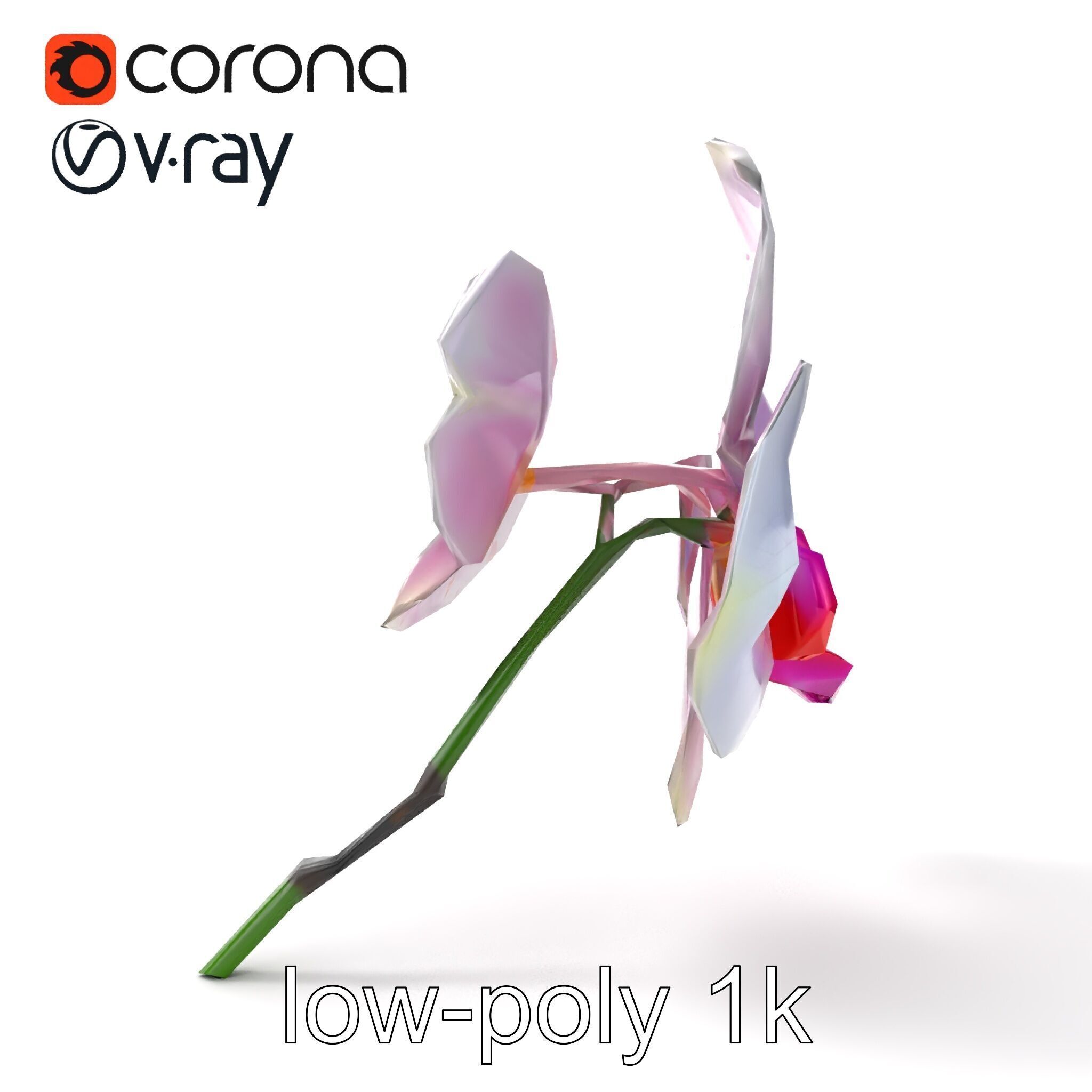 Detailed Phalaenopsis Orchid Flower model pack Low-poly 3D model_12