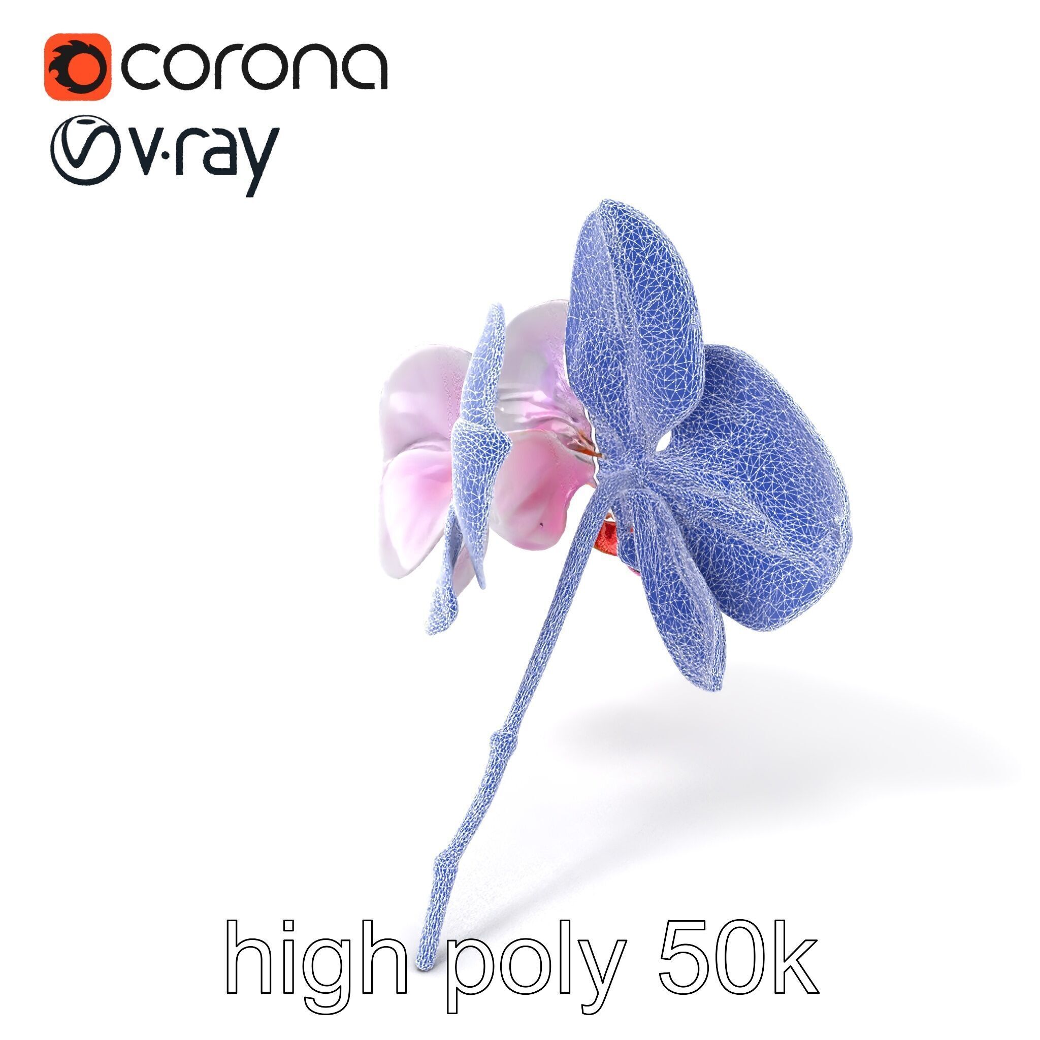 Detailed Phalaenopsis Orchid Flower model pack Low-poly 3D model_1