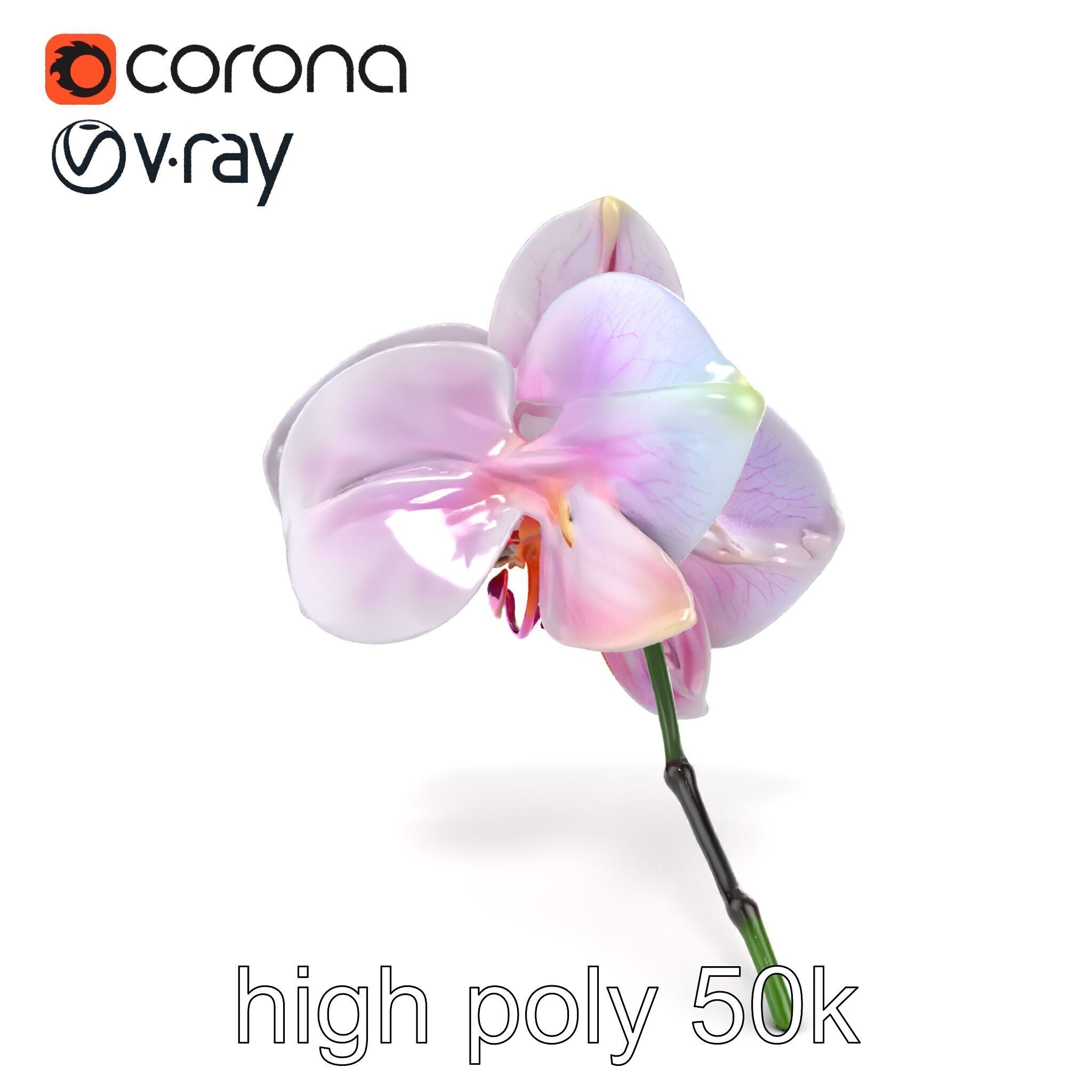 Detailed Phalaenopsis Orchid Flower model pack Low-poly 3D model_15
