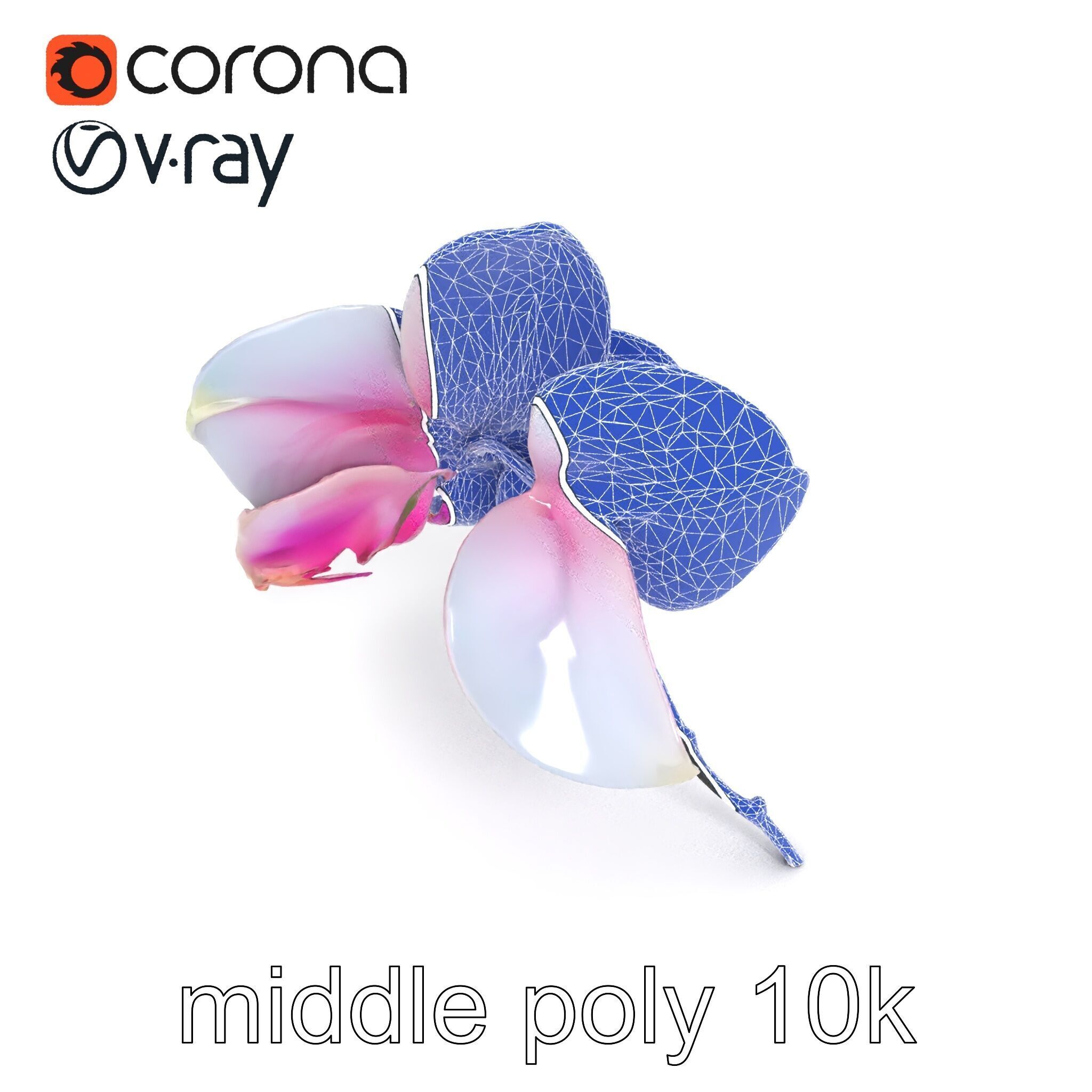 Detailed Phalaenopsis Orchid Flower model pack Low-poly 3D model_25