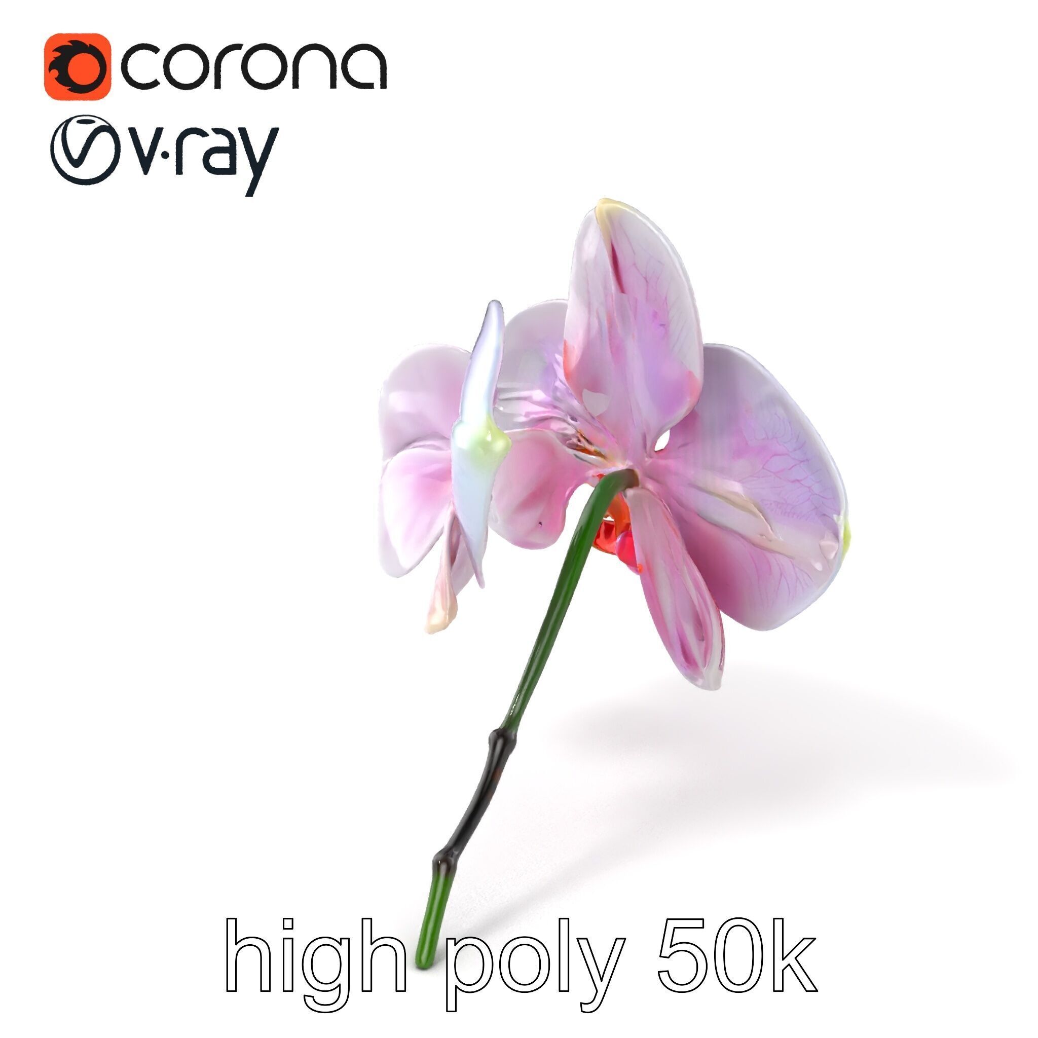 Detailed Phalaenopsis Orchid Flower model pack Low-poly 3D model_2