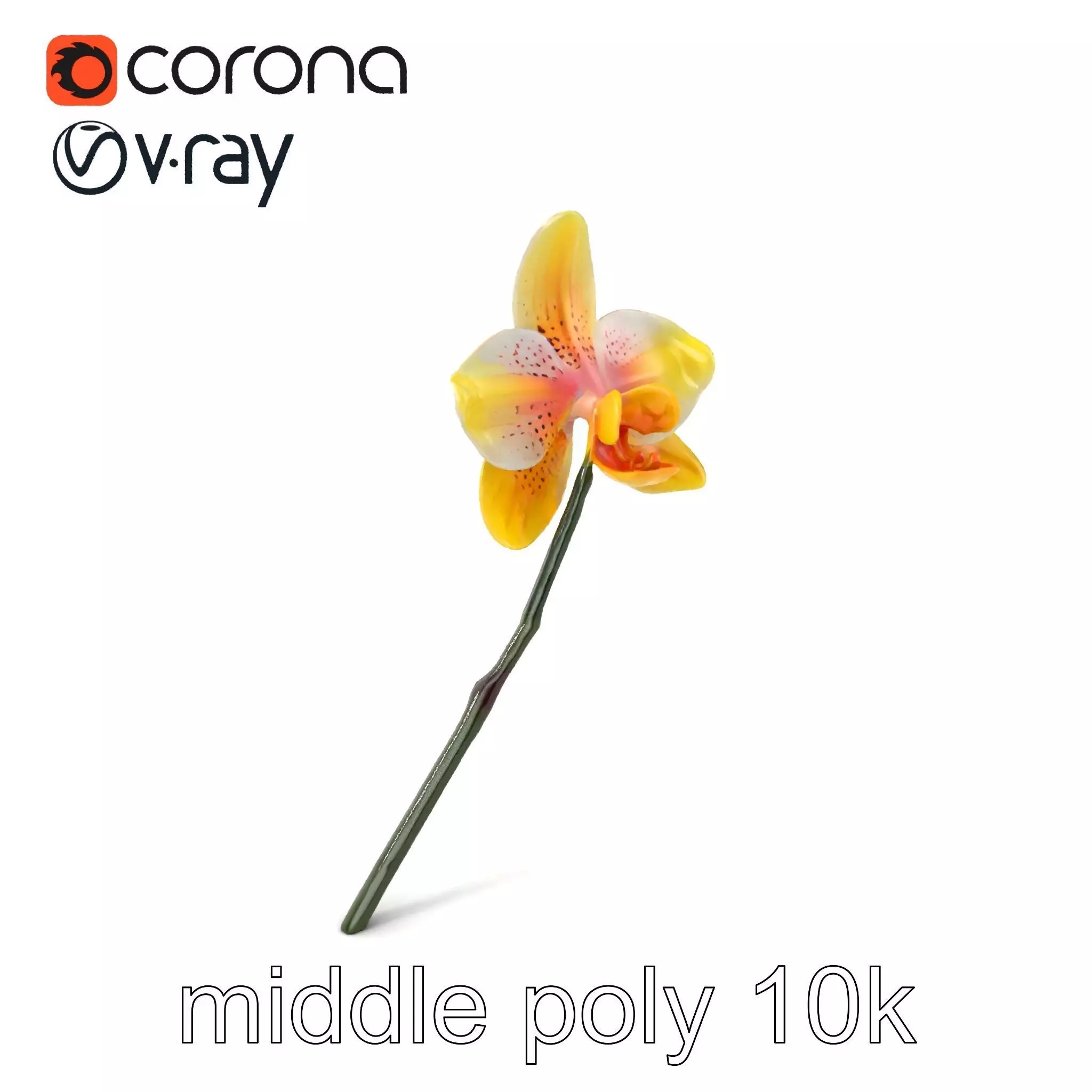 Vivid Yellow Oncidium Orchid Blossom model pack Low-poly 3D model_0