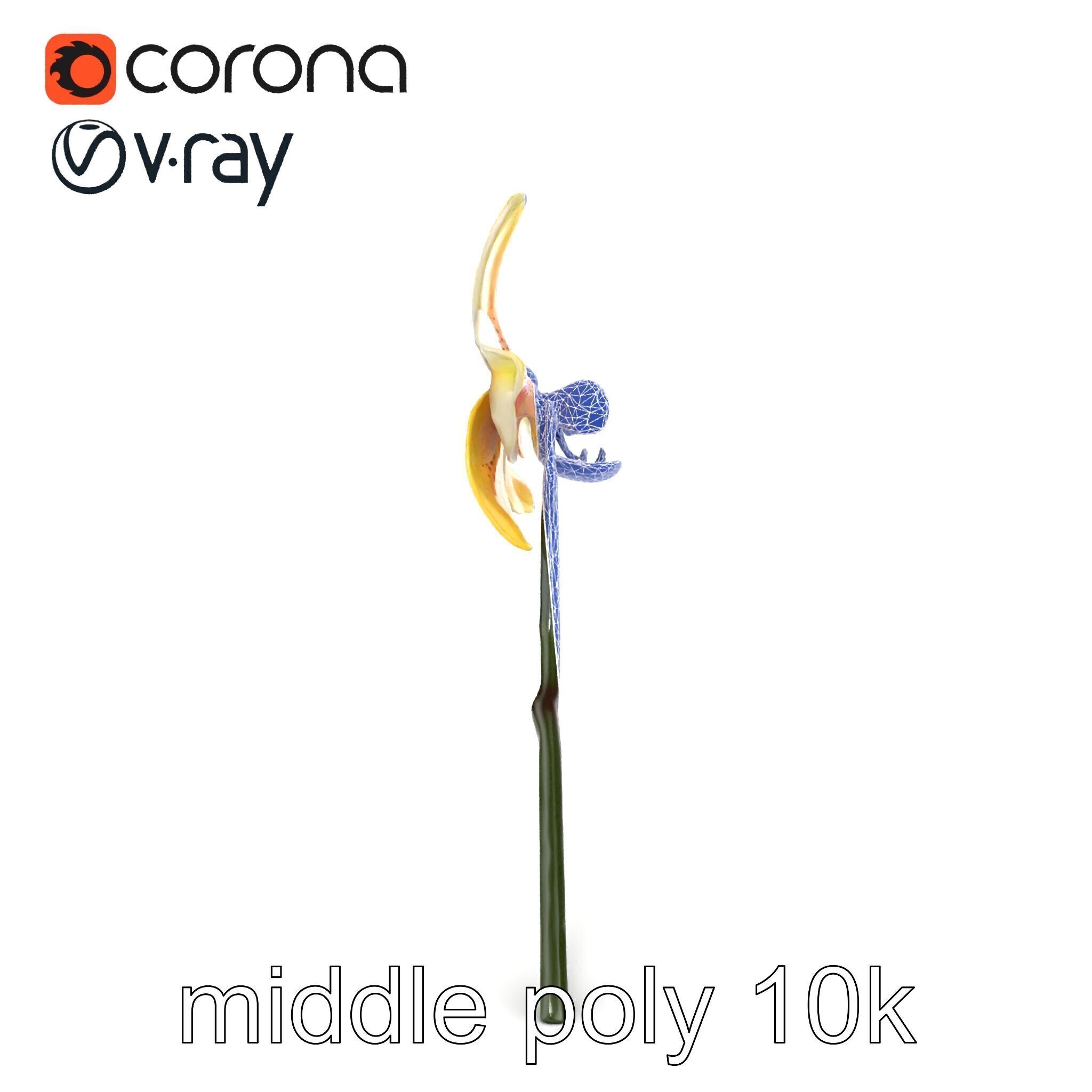 Vivid Yellow Oncidium Orchid Blossom model pack Low-poly 3D model_24