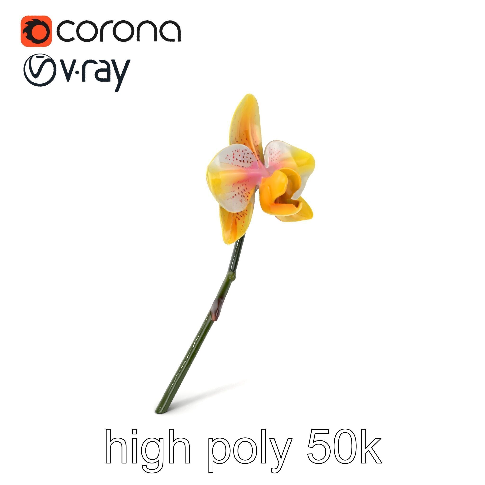Vivid Yellow Oncidium Orchid Blossom model pack Low-poly 3D model_2