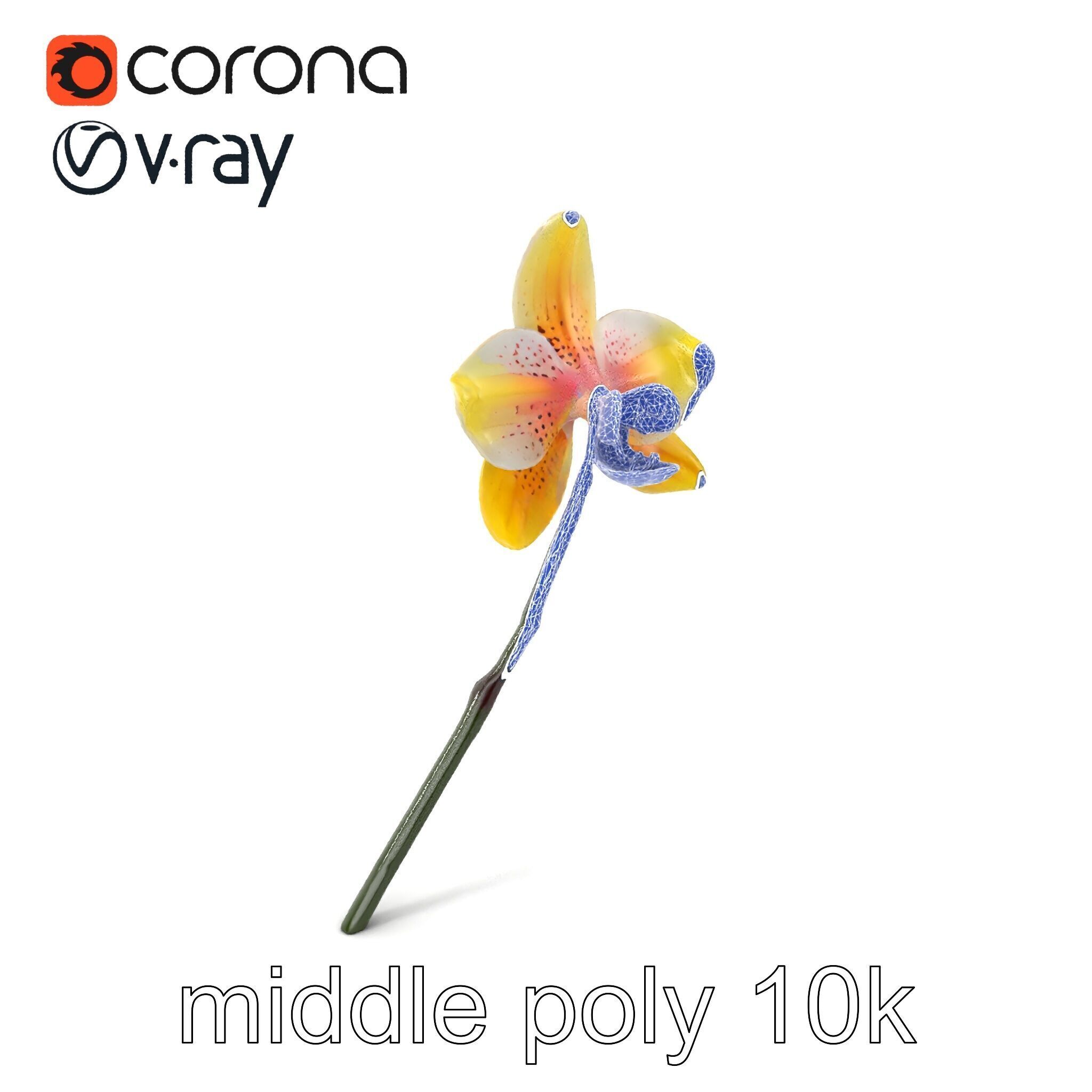 Vivid Yellow Oncidium Orchid Blossom model pack Low-poly 3D model_5