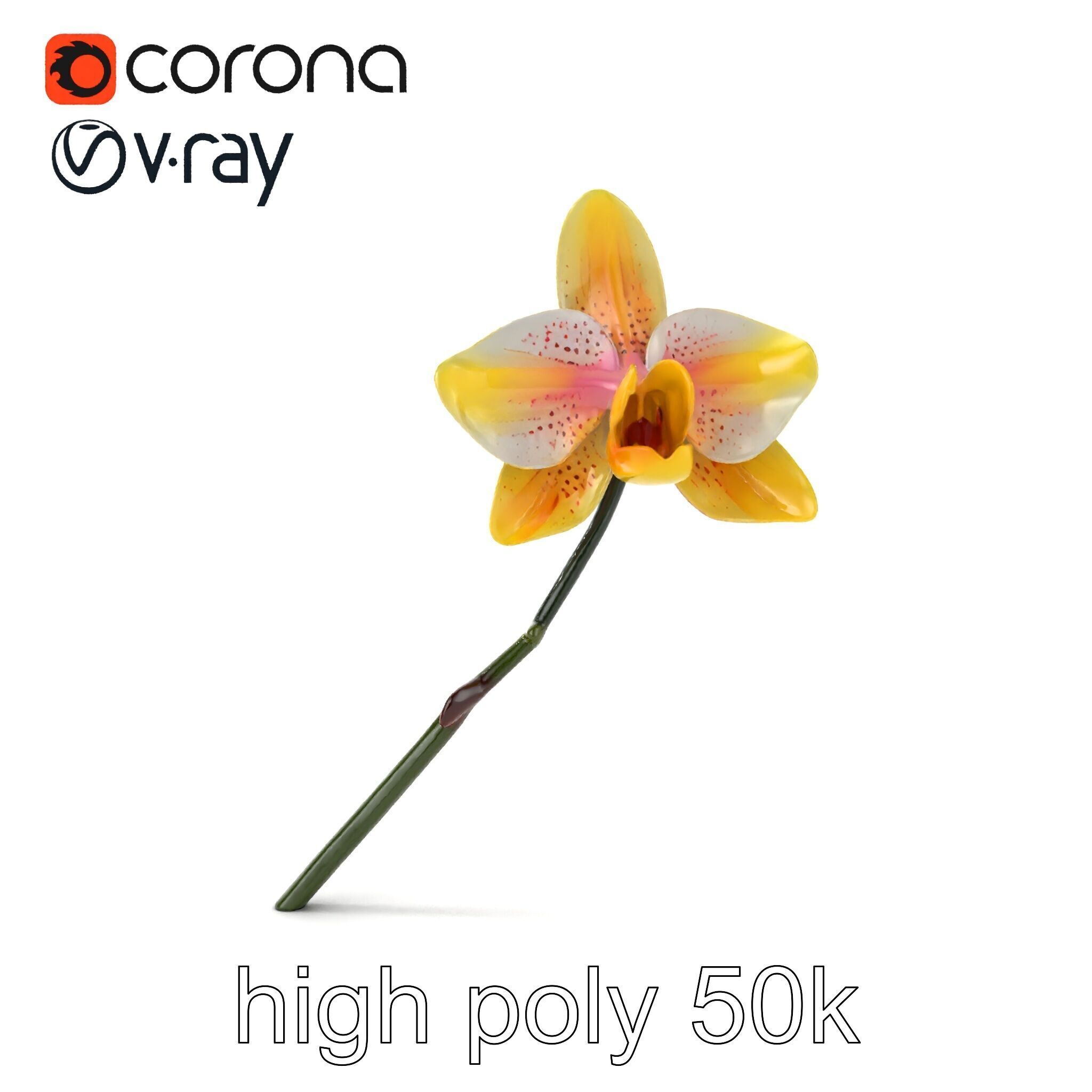 Vivid Yellow Oncidium Orchid Blossom model pack Low-poly 3D model_17