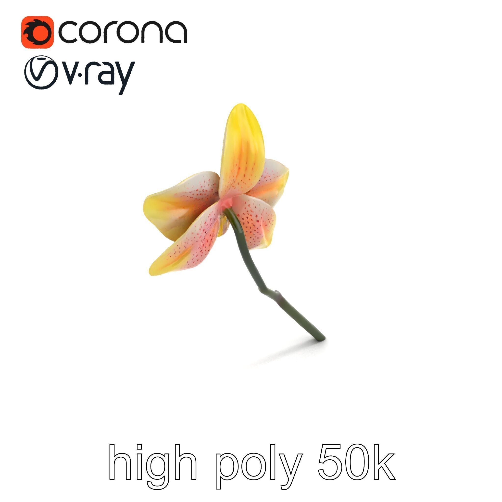 Vivid Yellow Oncidium Orchid Blossom model pack Low-poly 3D model_9