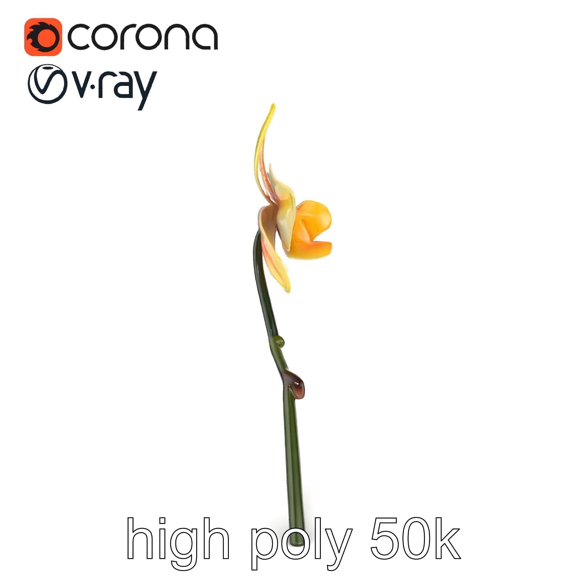 Vivid Yellow Oncidium Orchid Blossom model pack Low-poly 3D model_16