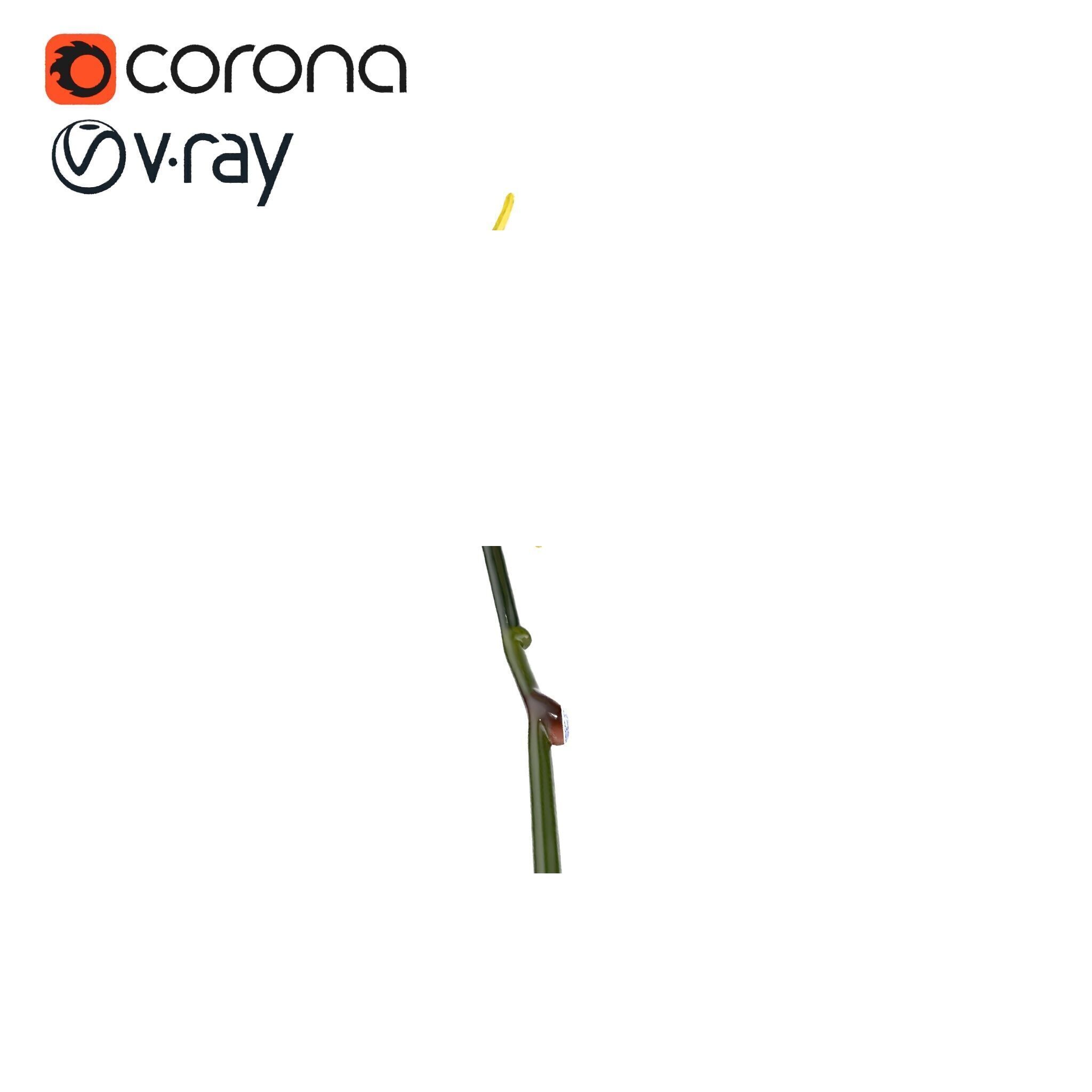 Vivid Yellow Oncidium Orchid Blossom model pack Low-poly 3D model_11