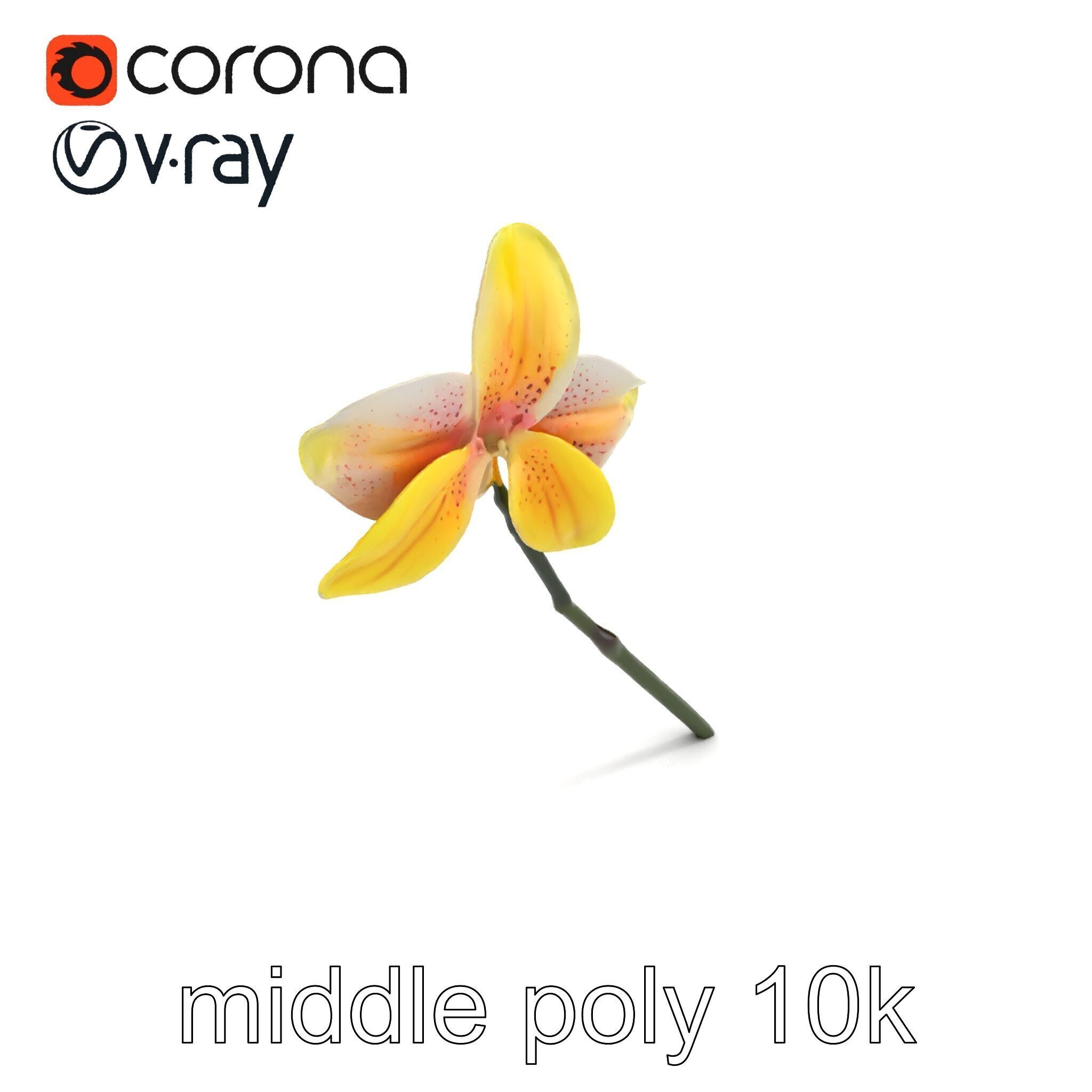 Vivid Yellow Oncidium Orchid Blossom model pack Low-poly 3D model_7