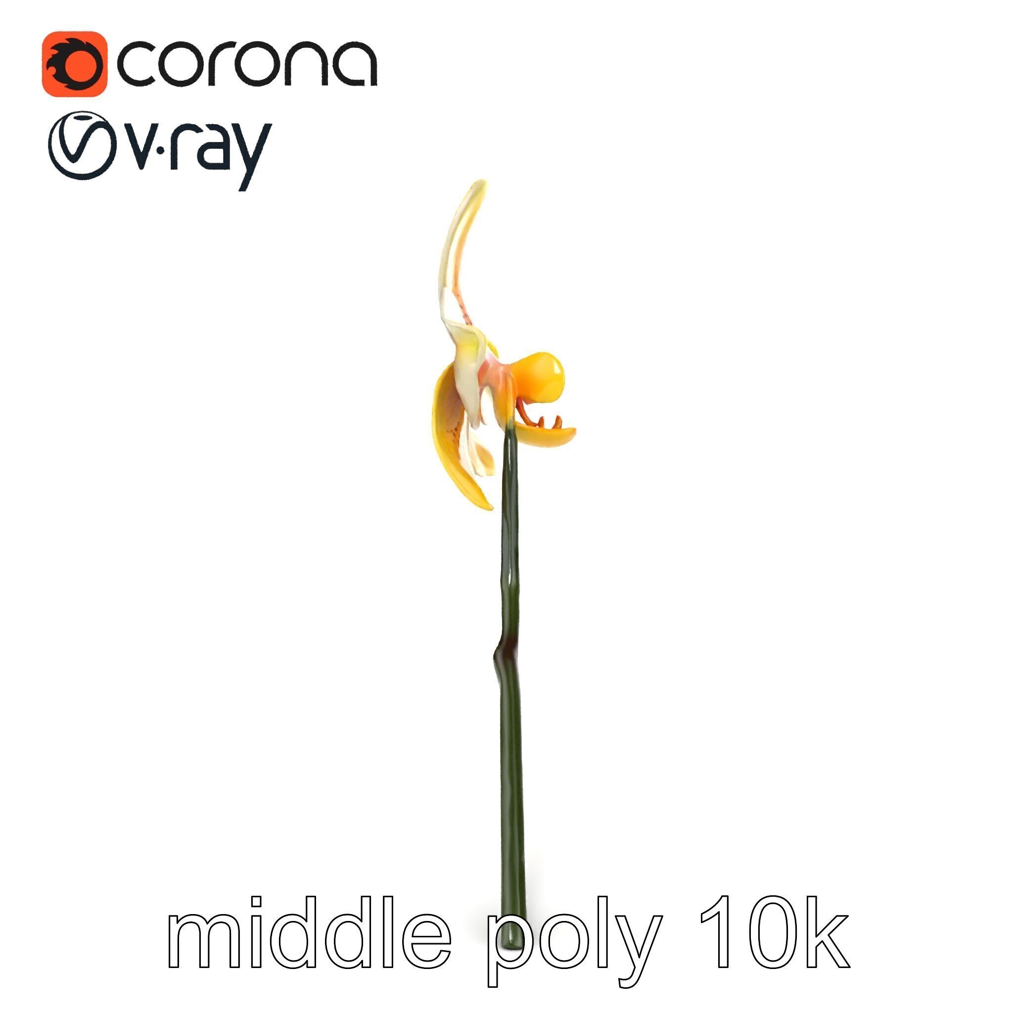 Vivid Yellow Oncidium Orchid Blossom model pack Low-poly 3D model_28