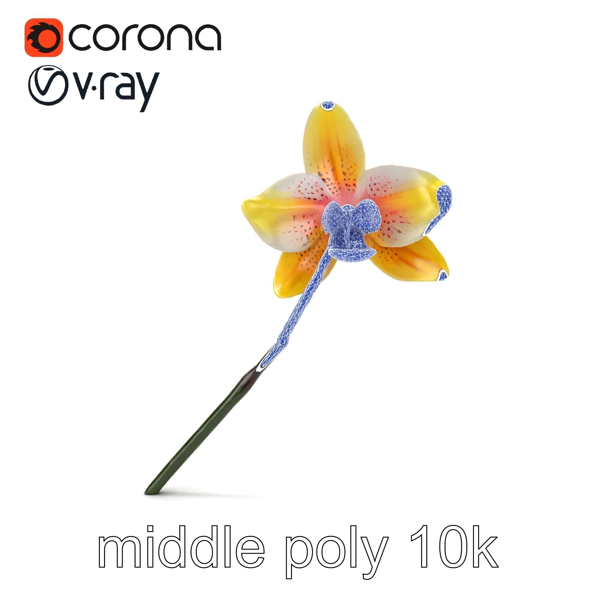 Vivid Yellow Oncidium Orchid Blossom model pack Low-poly 3D model_27