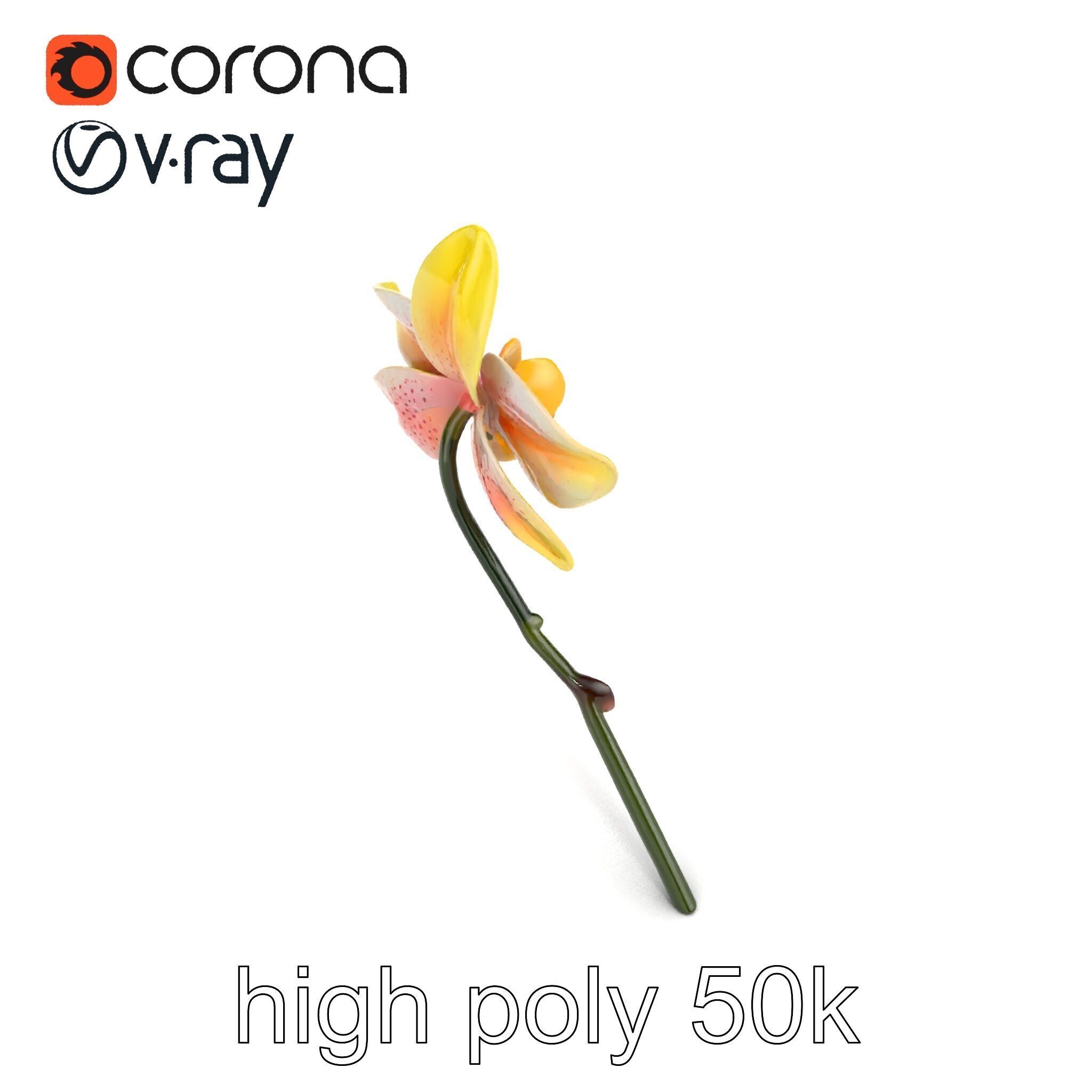 Vivid Yellow Oncidium Orchid Blossom model pack Low-poly 3D model_13