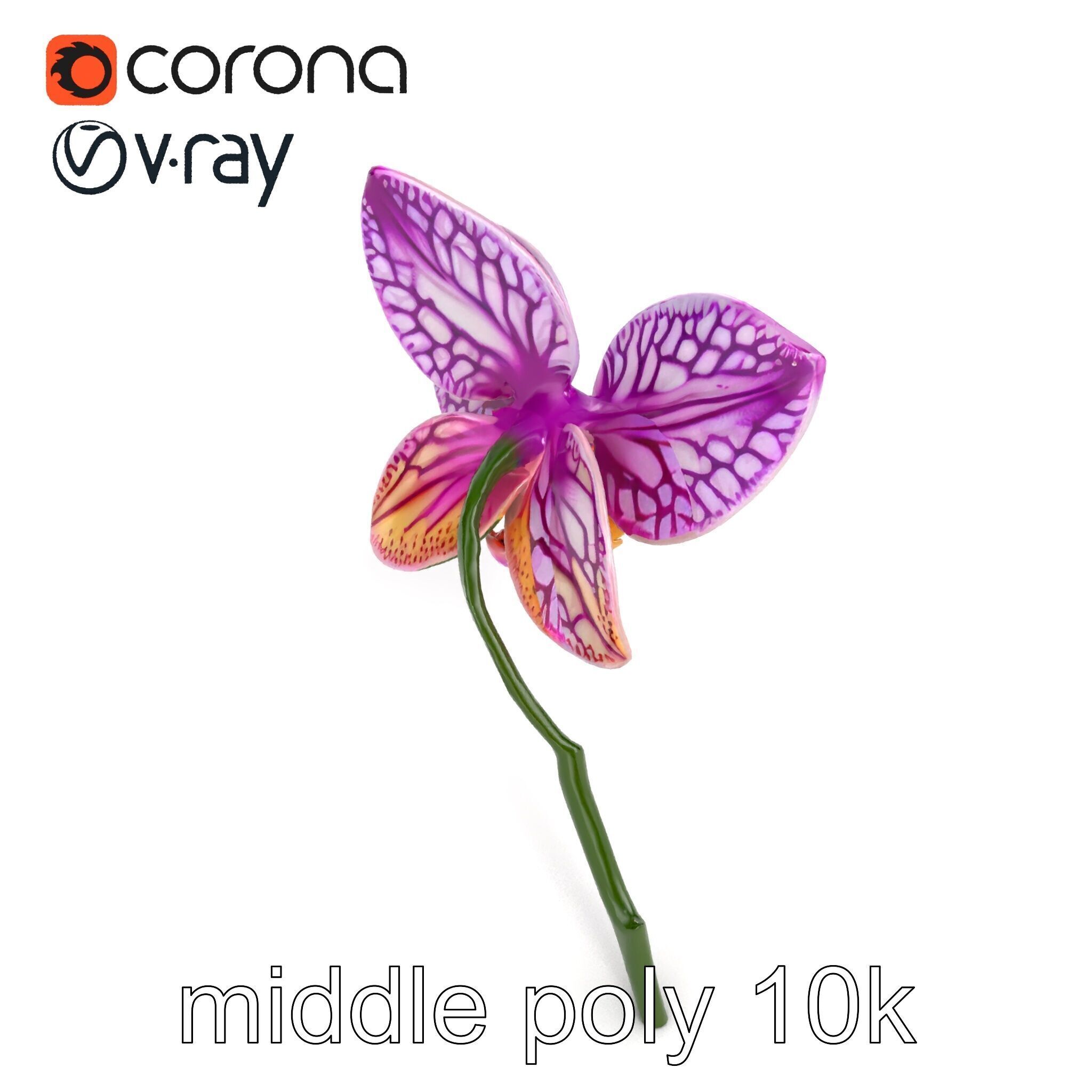 Textured Zygopetalum Orchid Floral model pack Low-poly 3D model_19
