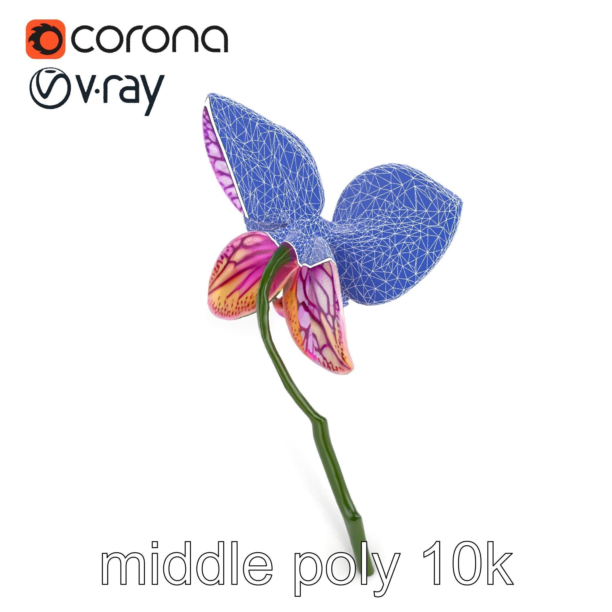 Textured Zygopetalum Orchid Floral model pack Low-poly 3D model_23