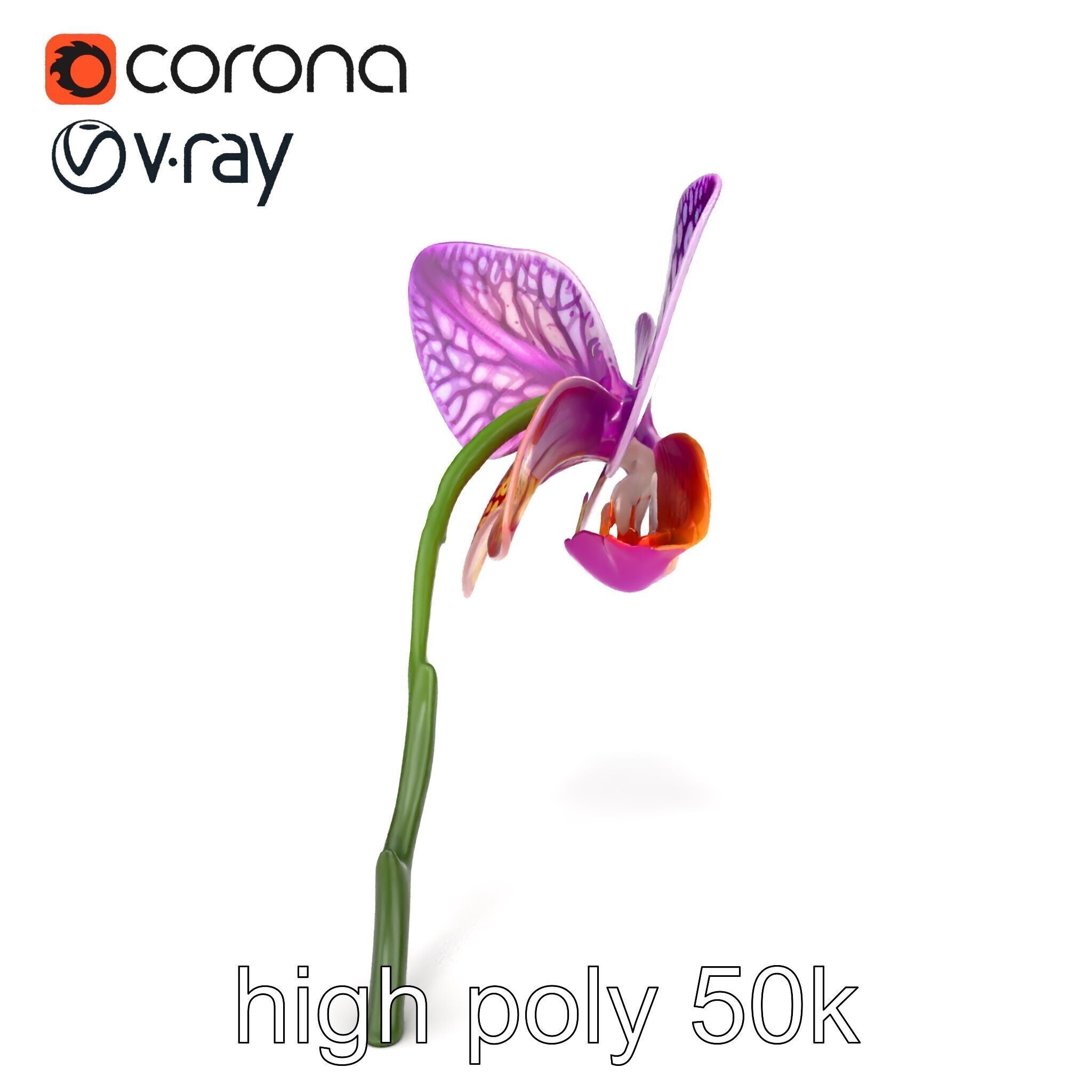 Textured Zygopetalum Orchid Floral model pack Low-poly 3D model_26