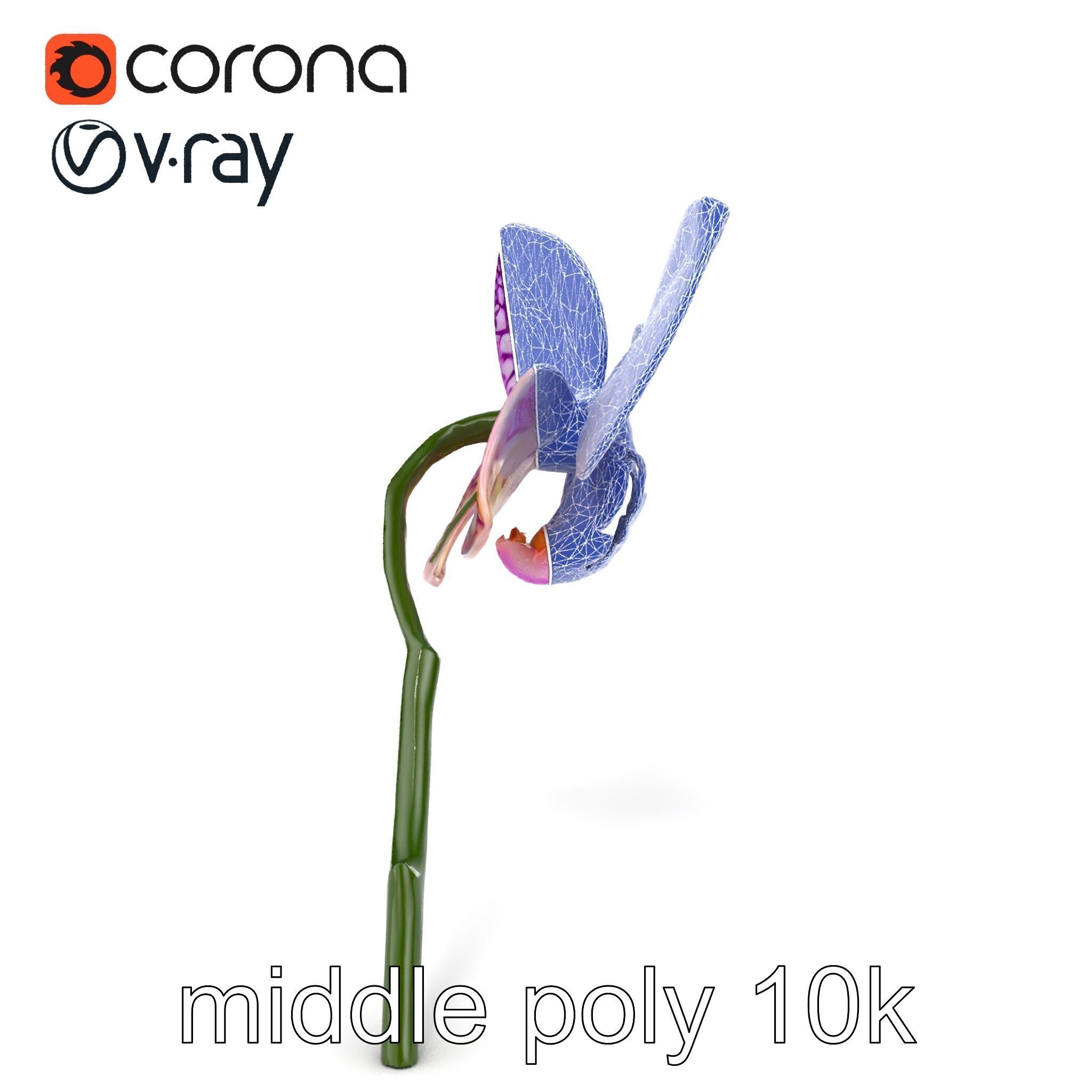Textured Zygopetalum Orchid Floral model pack Low-poly 3D model_32