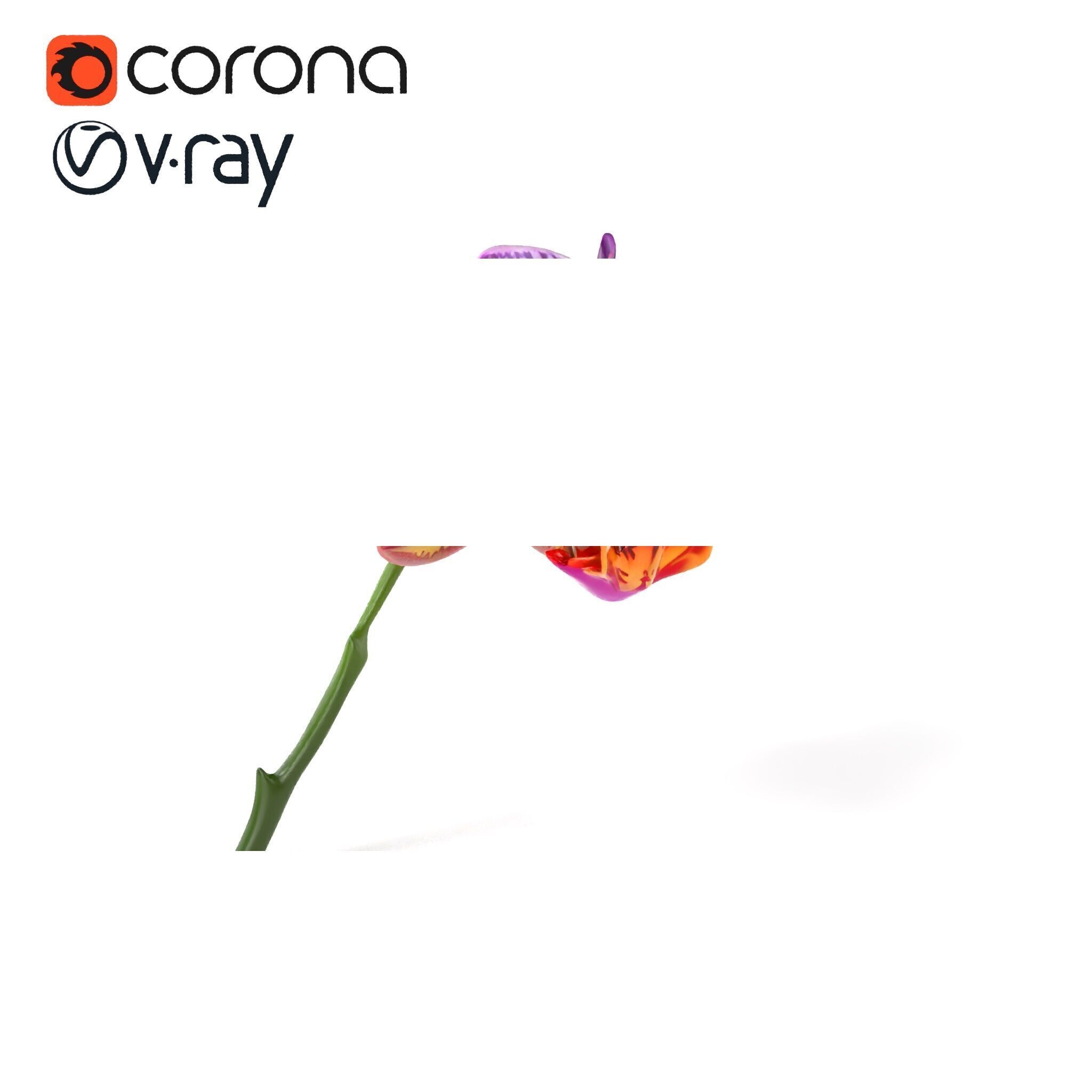 Textured Zygopetalum Orchid Floral model pack Low-poly 3D model_2