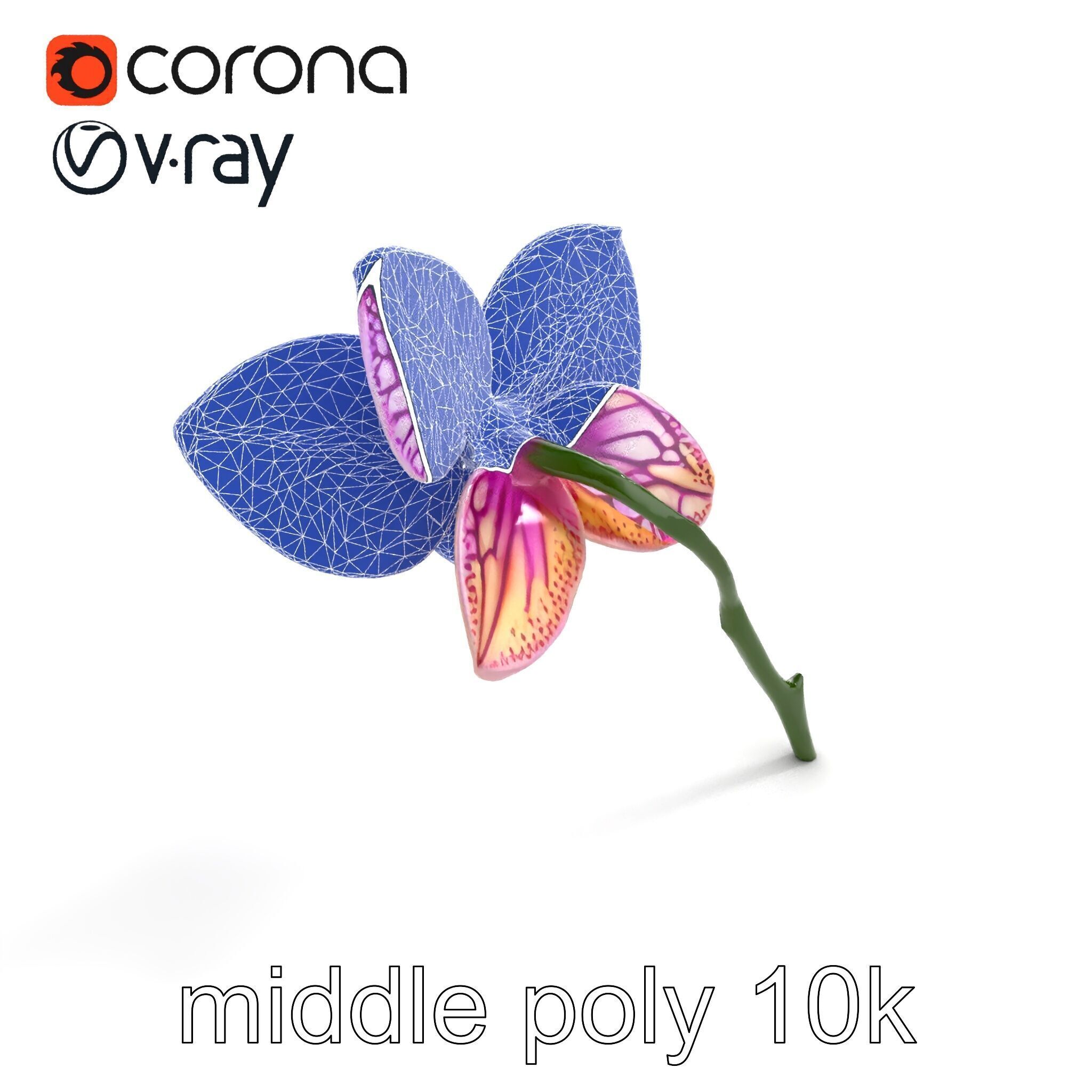 Textured Zygopetalum Orchid Floral model pack Low-poly 3D model_11