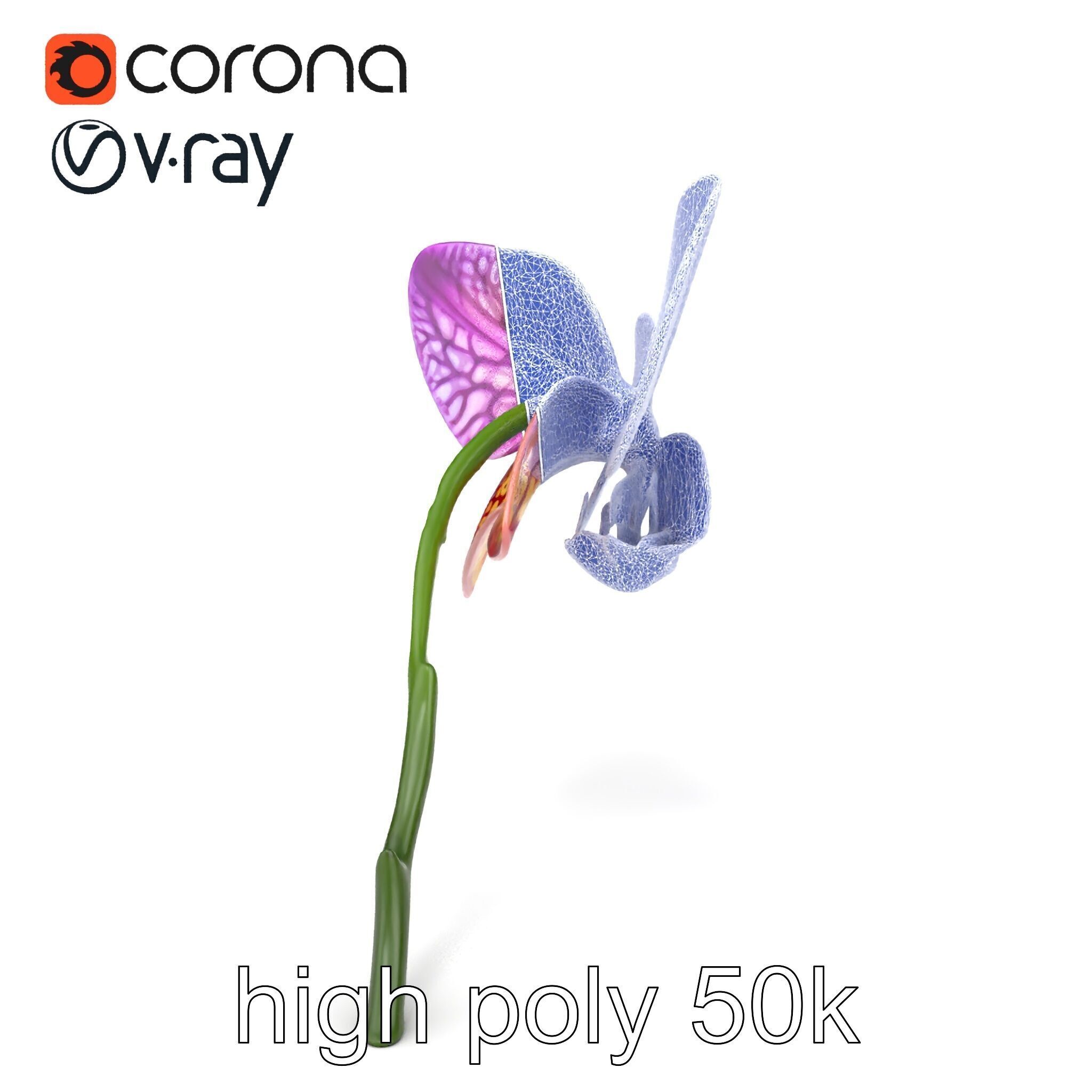 Textured Zygopetalum Orchid Floral model pack Low-poly 3D model_15