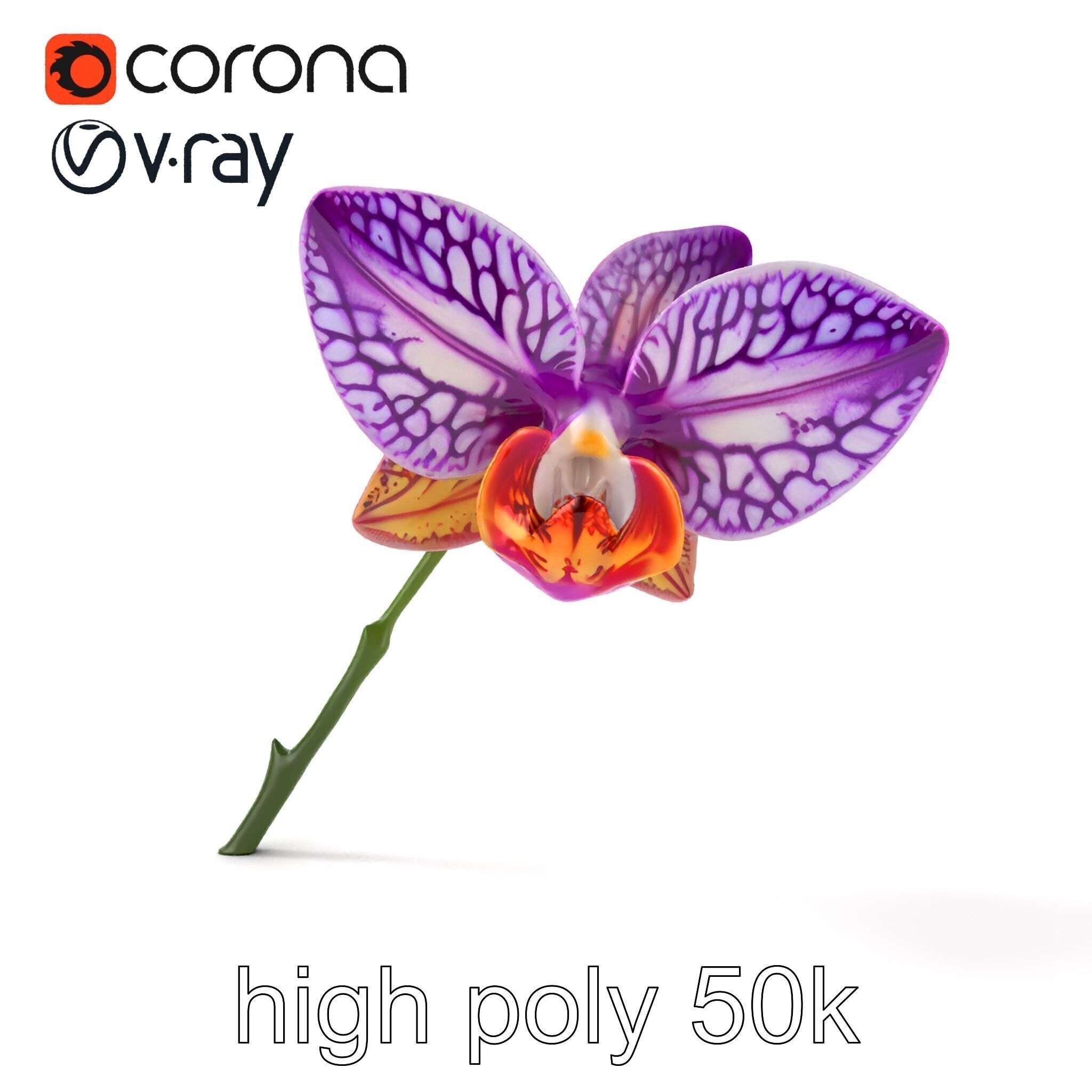 Textured Zygopetalum Orchid Floral model pack Low-poly 3D model_27