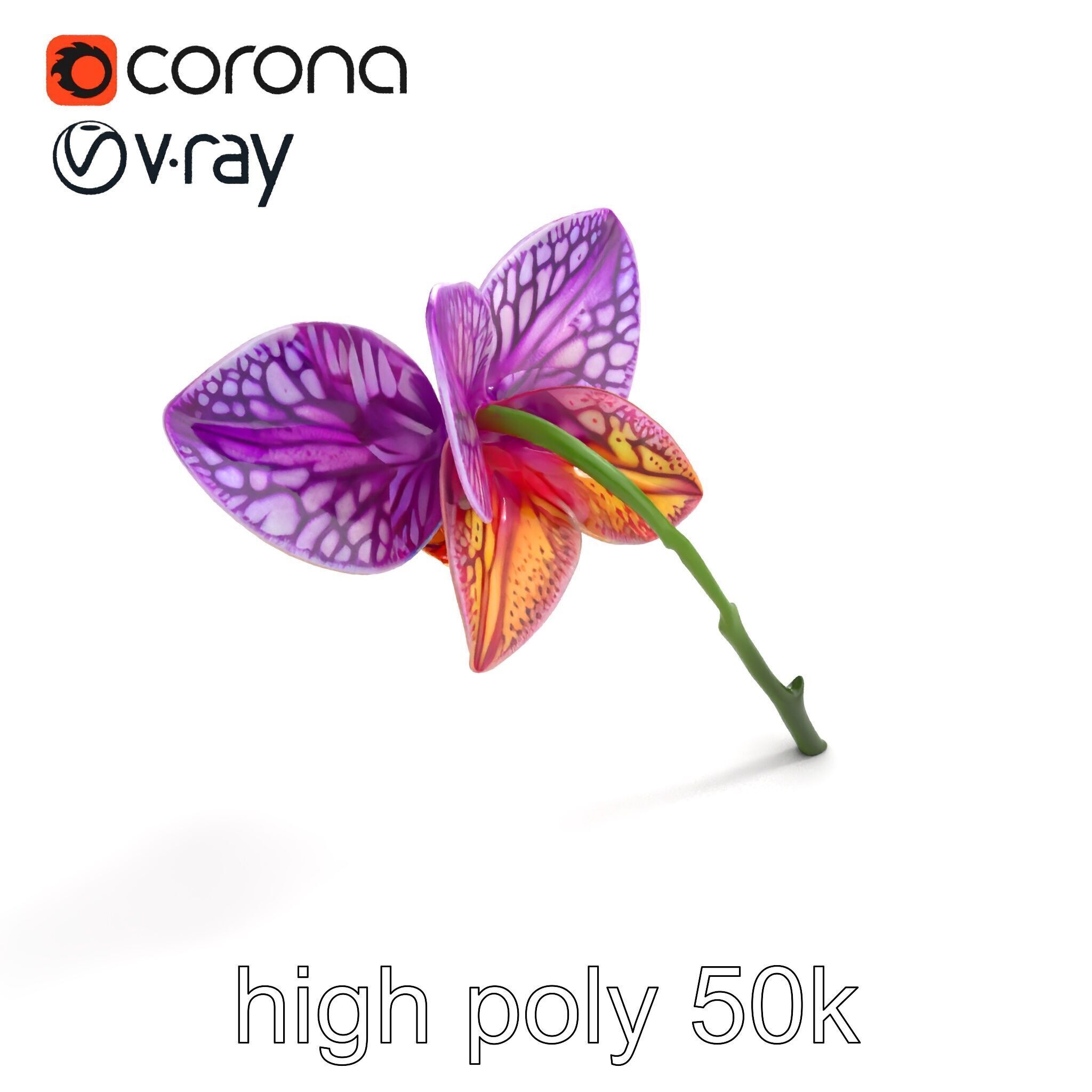 Textured Zygopetalum Orchid Floral model pack Low-poly 3D model_25