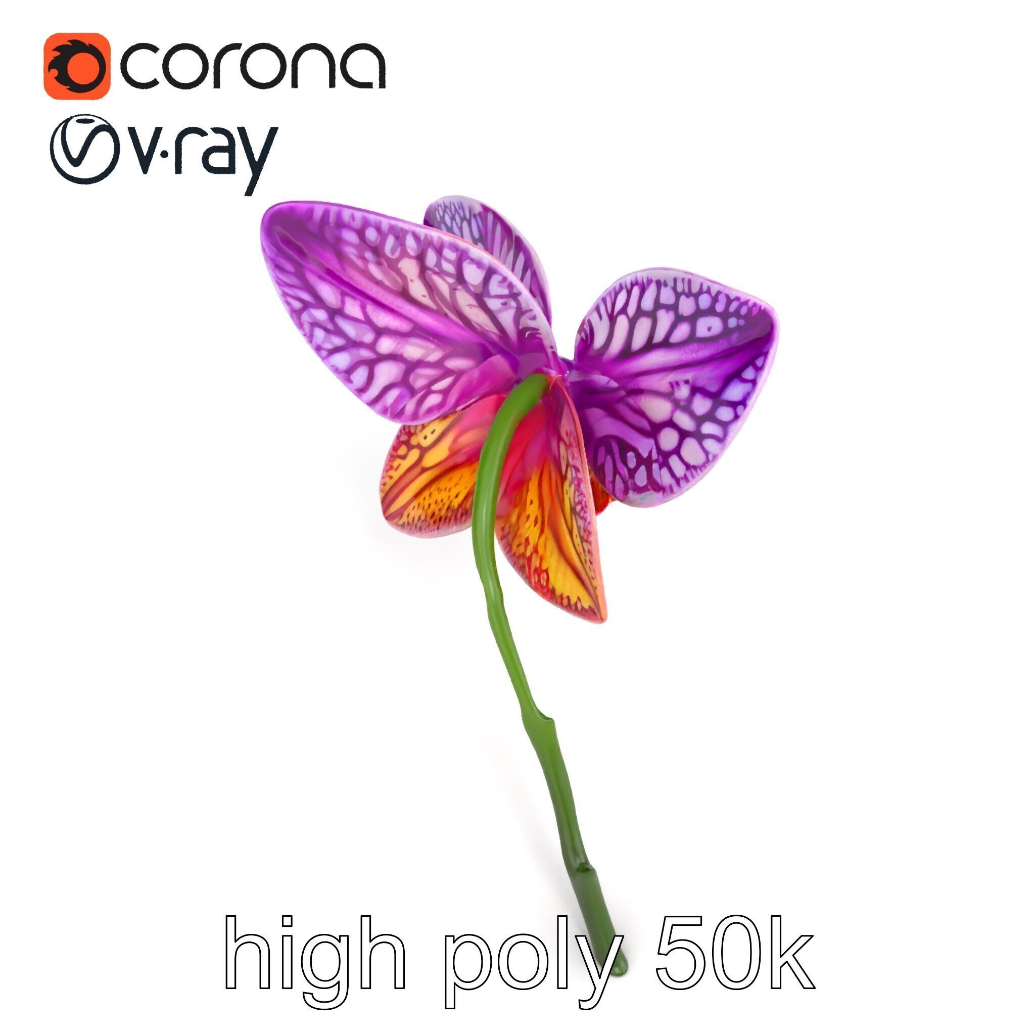 Textured Zygopetalum Orchid Floral model pack Low-poly 3D model_13