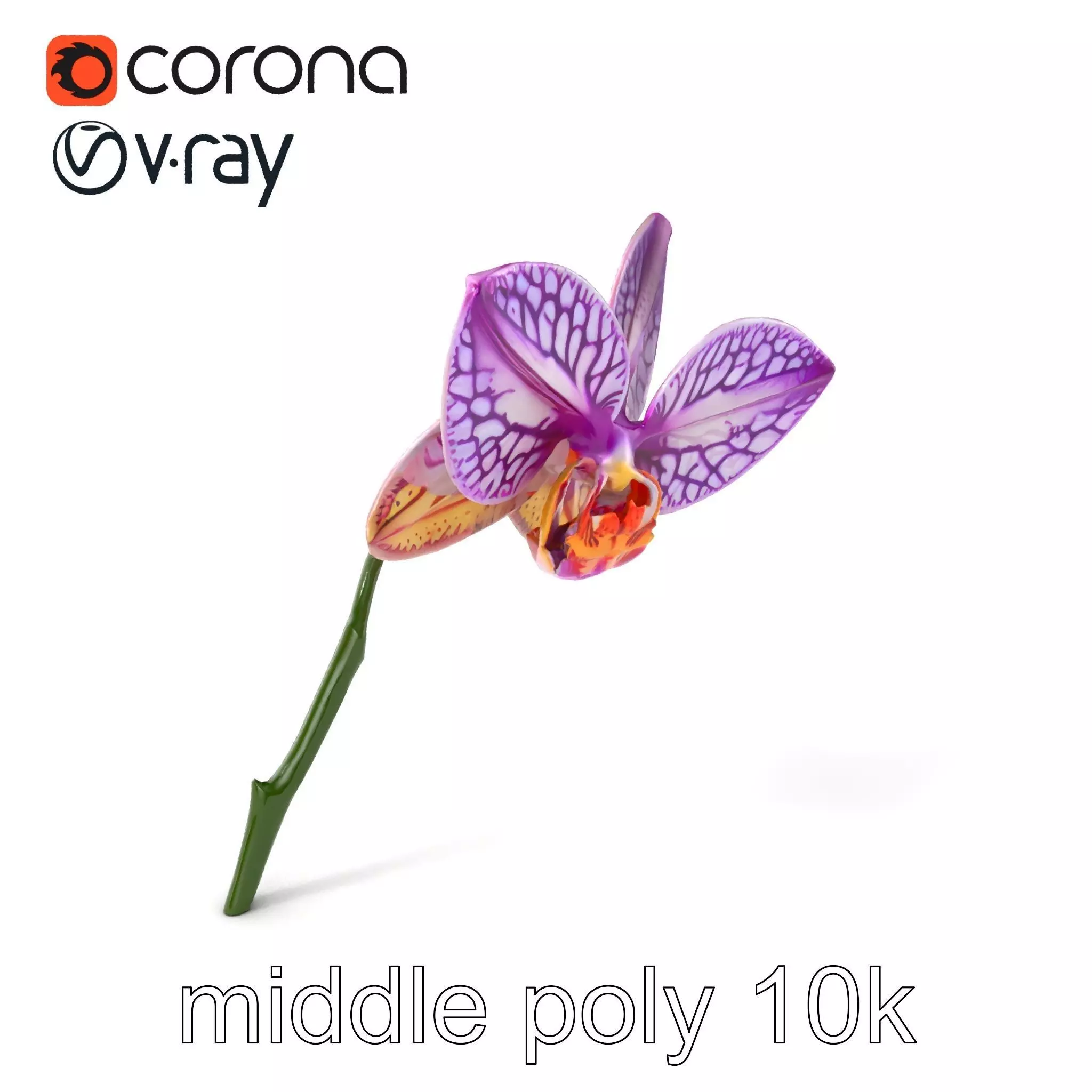 Textured Zygopetalum Orchid Floral model pack Low-poly 3D model_0