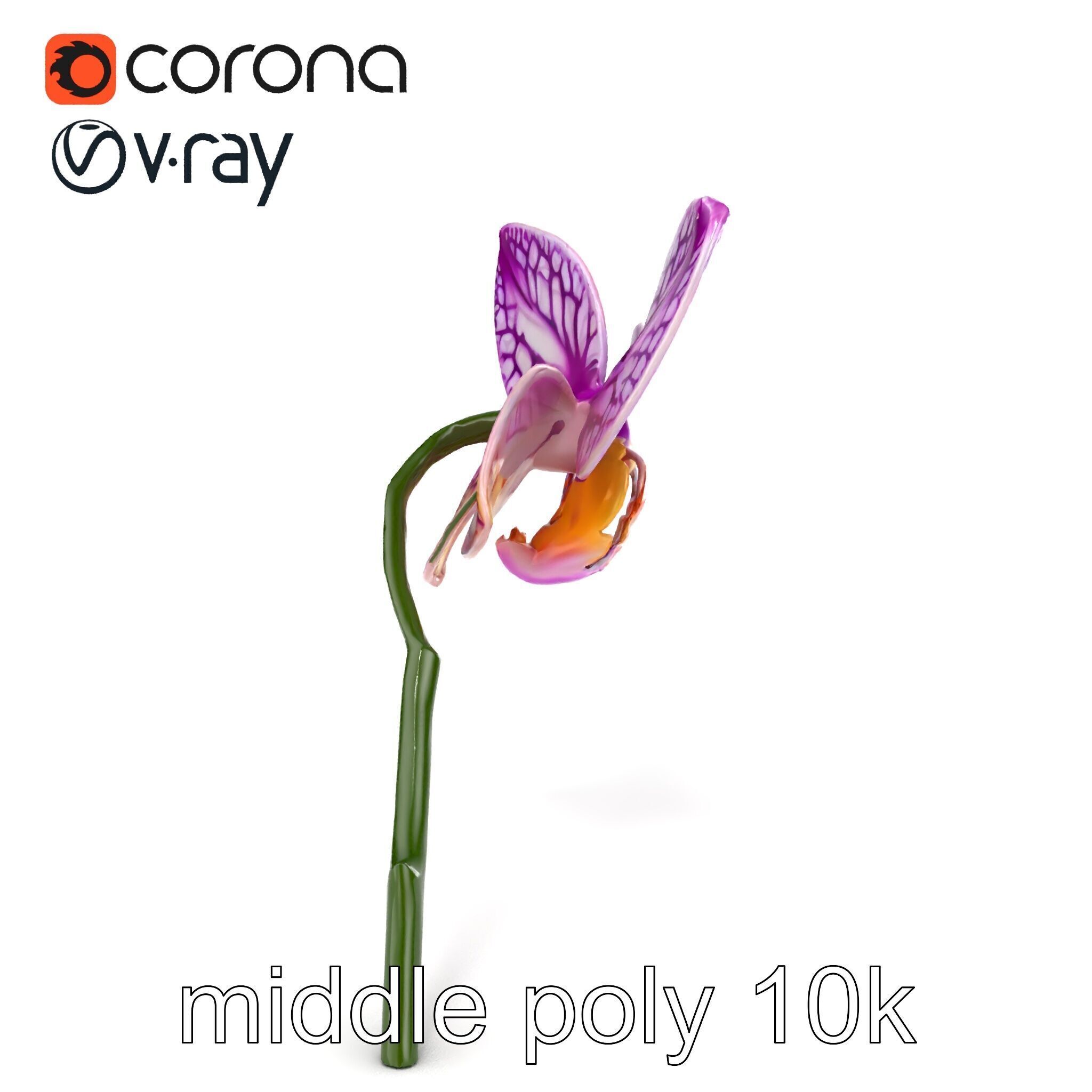 Textured Zygopetalum Orchid Floral model pack Low-poly 3D model_14