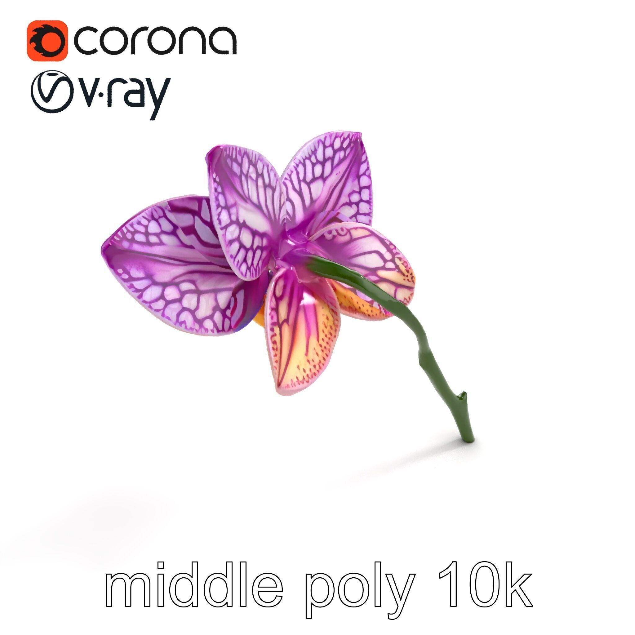 Textured Zygopetalum Orchid Floral model pack Low-poly 3D model_8