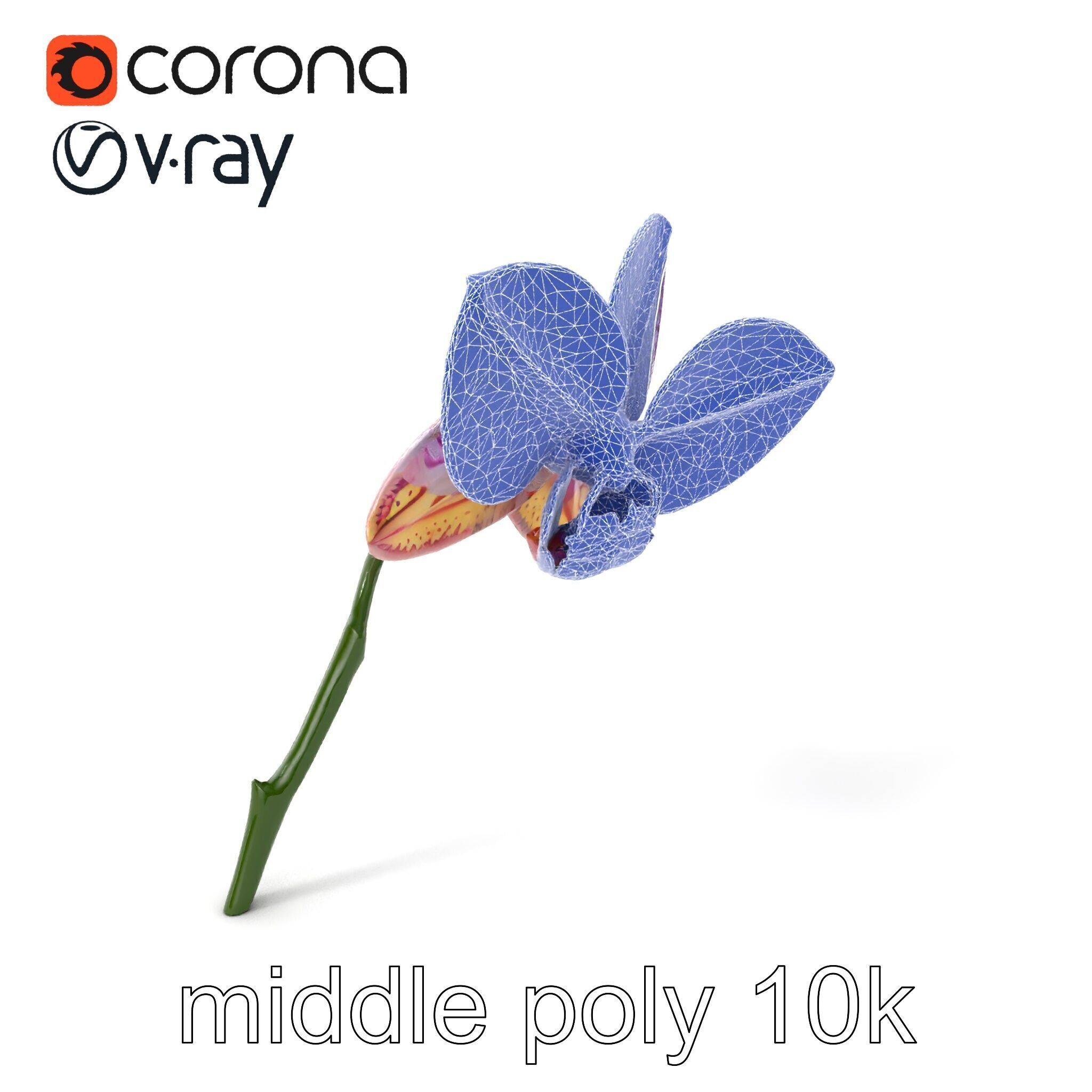 Textured Zygopetalum Orchid Floral model pack Low-poly 3D model_6