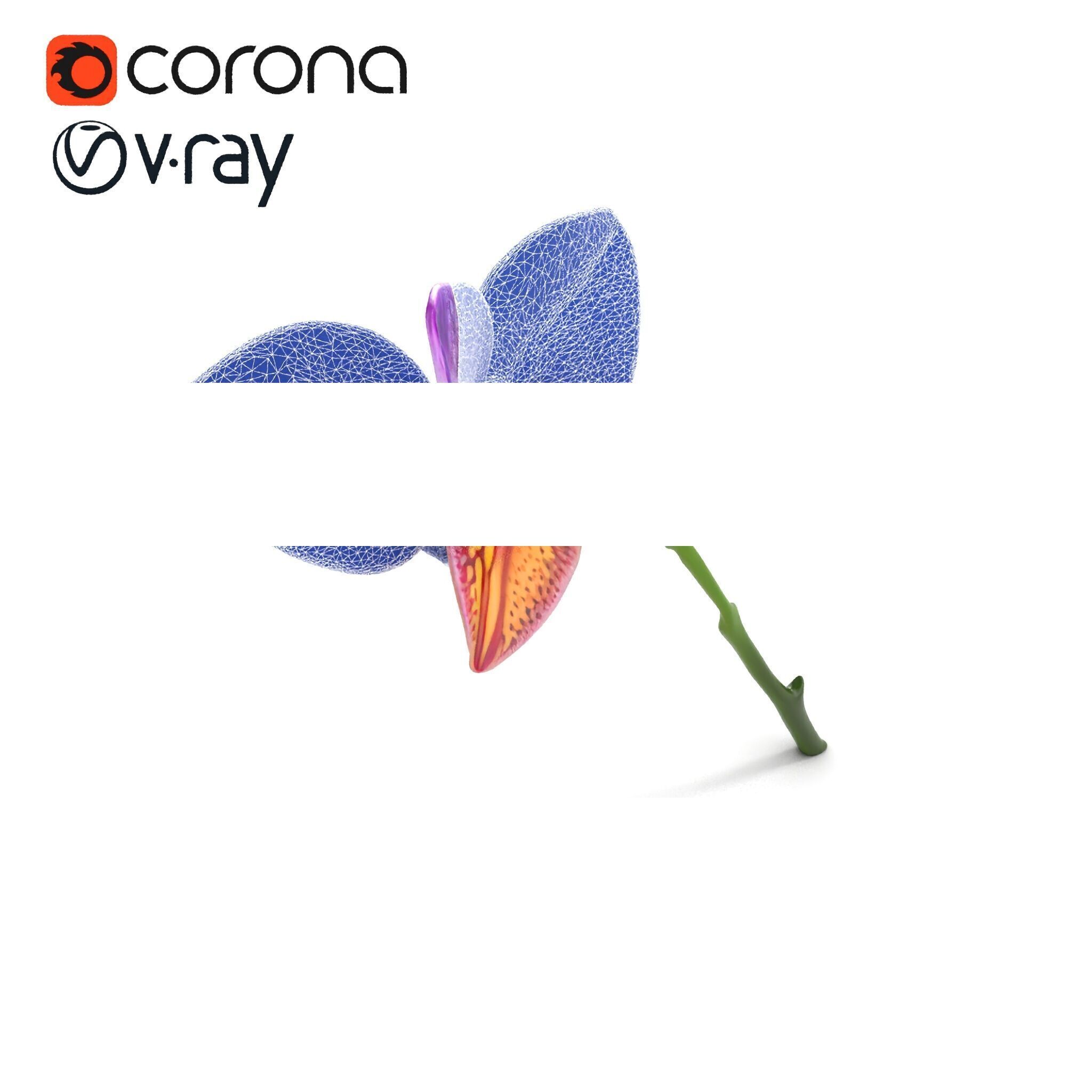 Textured Zygopetalum Orchid Floral model pack Low-poly 3D model_30