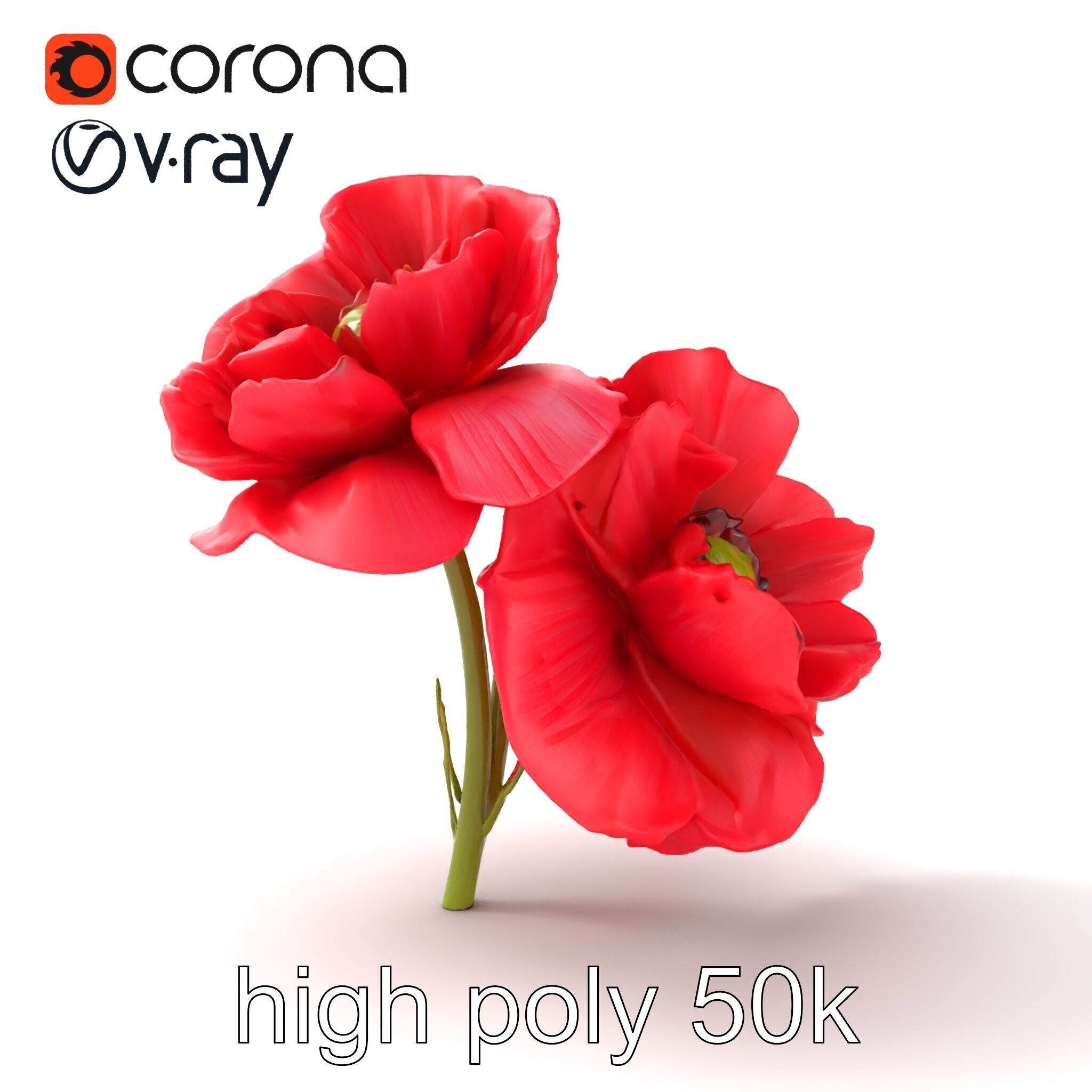 Papaver Double Flower Realistic Wavy model pack Low-poly 3D model_26