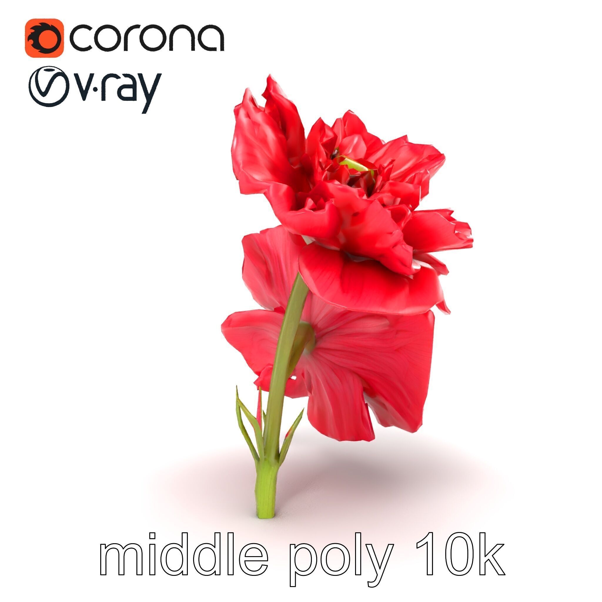 Papaver Double Flower Realistic Wavy model pack Low-poly 3D model_14