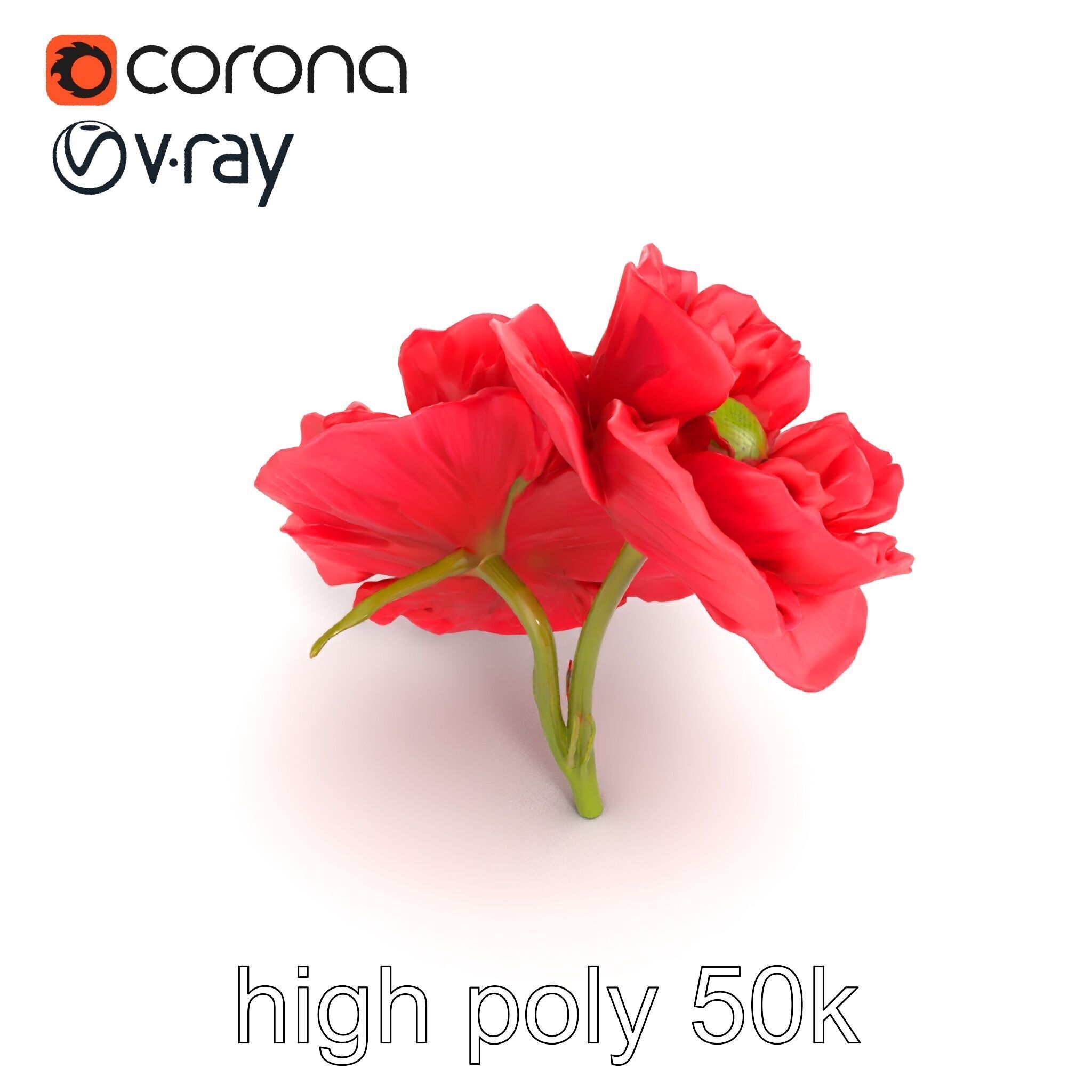 Papaver Double Flower Realistic Wavy model pack Low-poly 3D model_18