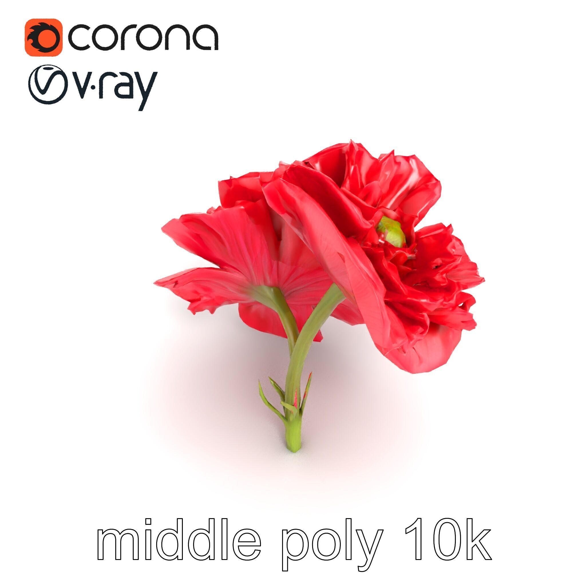Papaver Double Flower Realistic Wavy model pack Low-poly 3D model_21