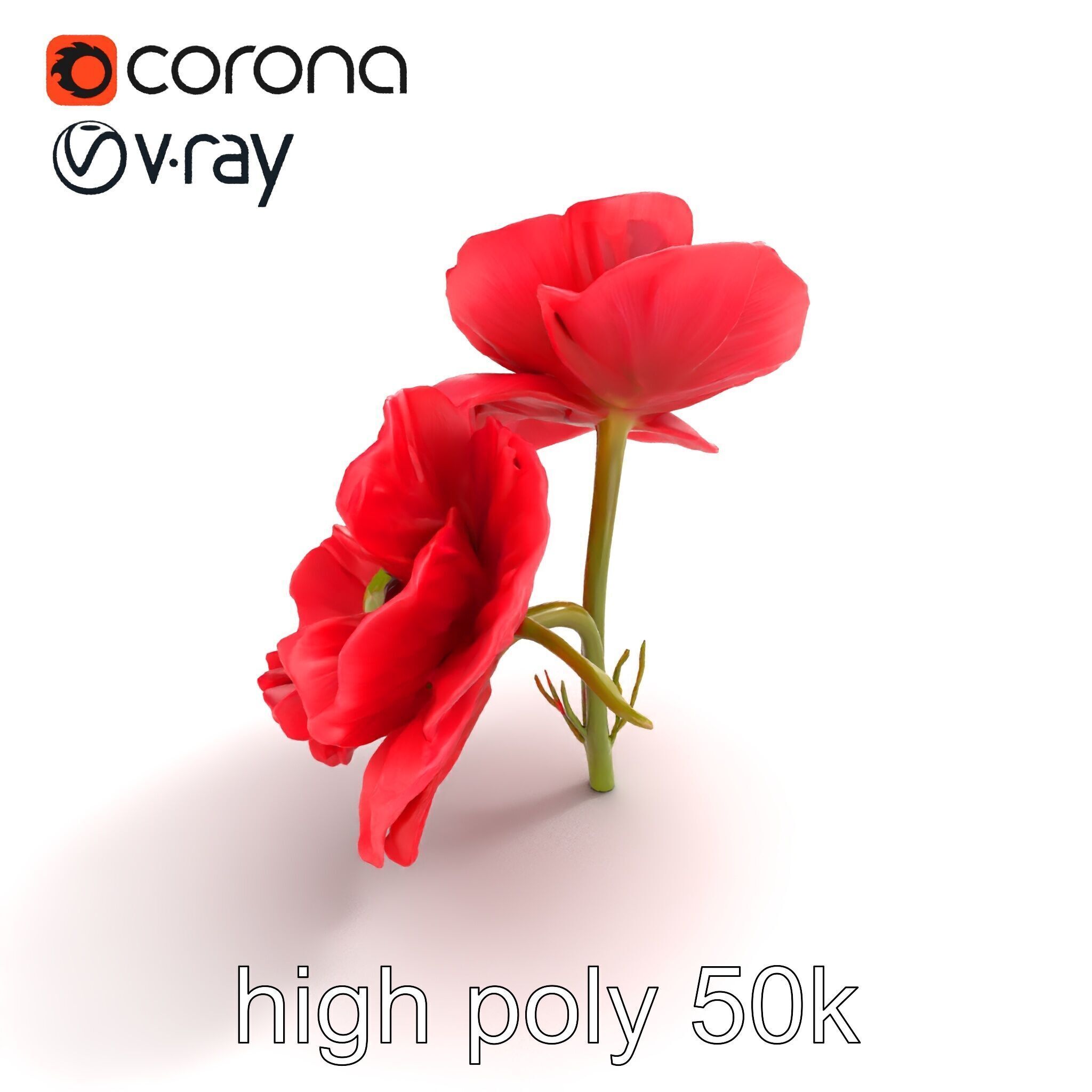 Papaver Double Flower Realistic Wavy model pack Low-poly 3D model_32