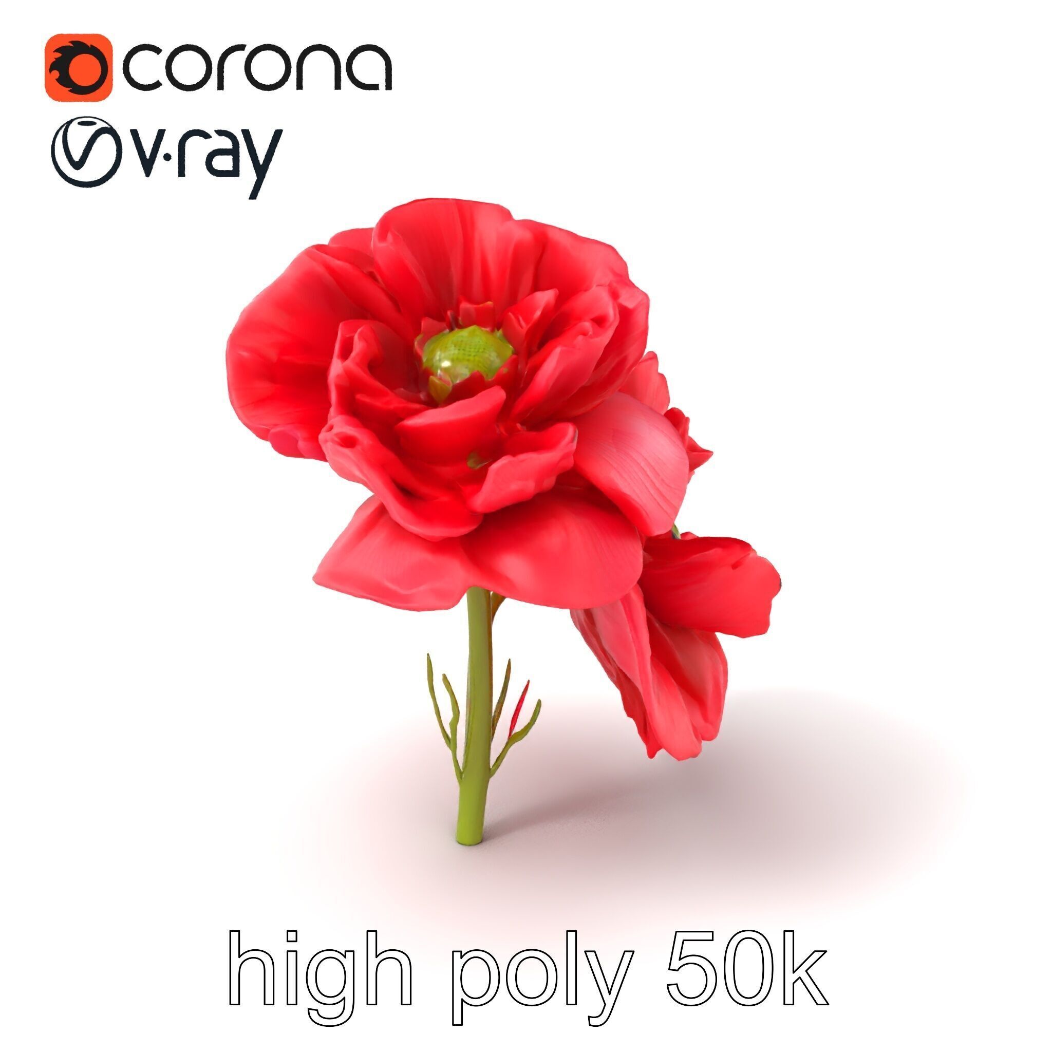 Papaver Double Flower Realistic Wavy model pack Low-poly 3D model_2