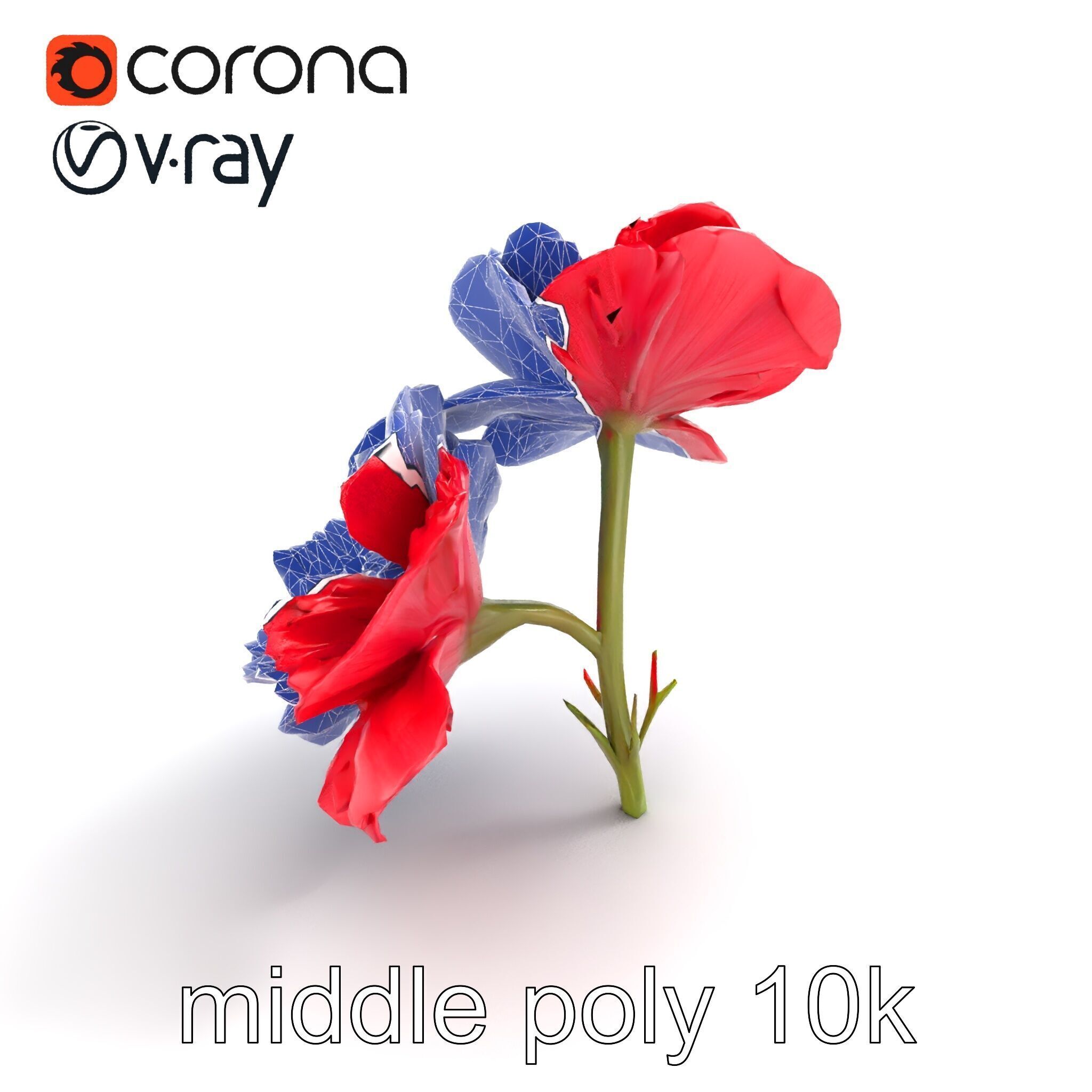 Papaver Double Flower Realistic Wavy model pack Low-poly 3D model_25