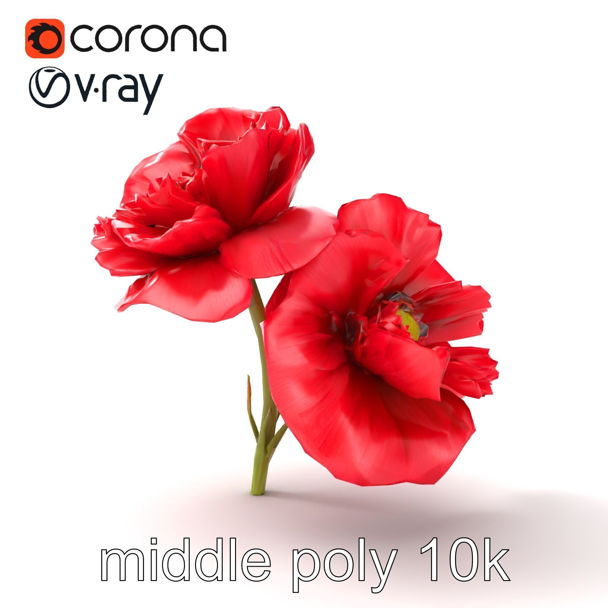Papaver Double Flower Realistic Wavy model pack Low-poly 3D model_22