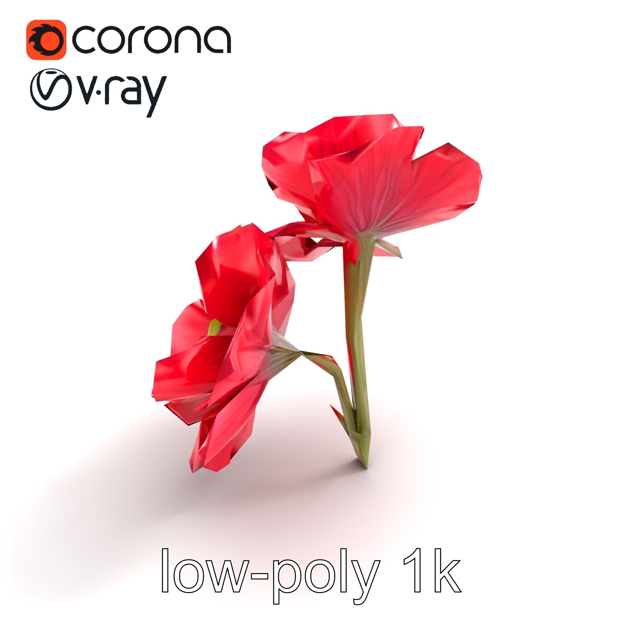 Papaver Double Flower Realistic Wavy model pack Low-poly 3D model_9