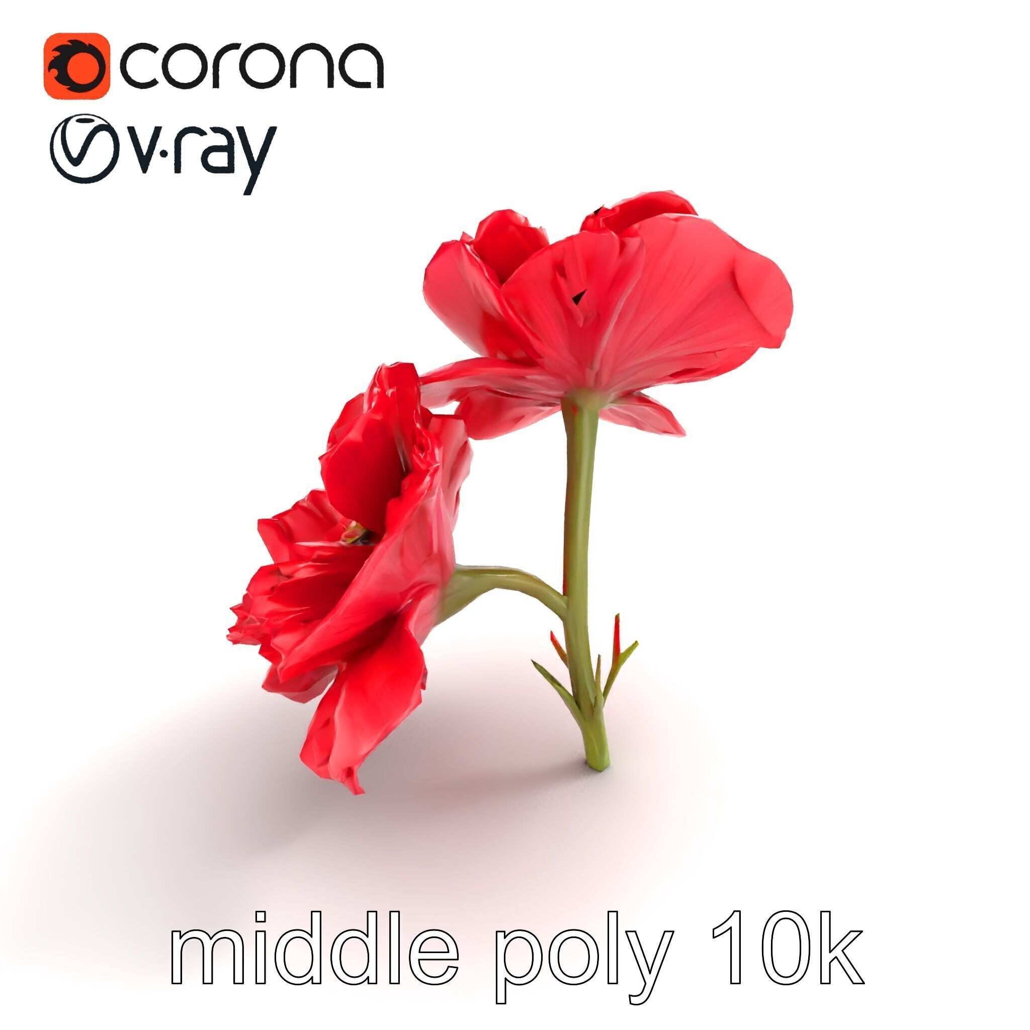 Papaver Double Flower Realistic Wavy model pack Low-poly 3D model_8